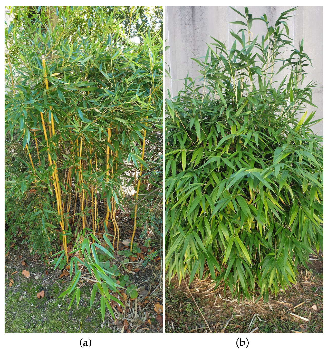 Biomimetics 06 00038 g001