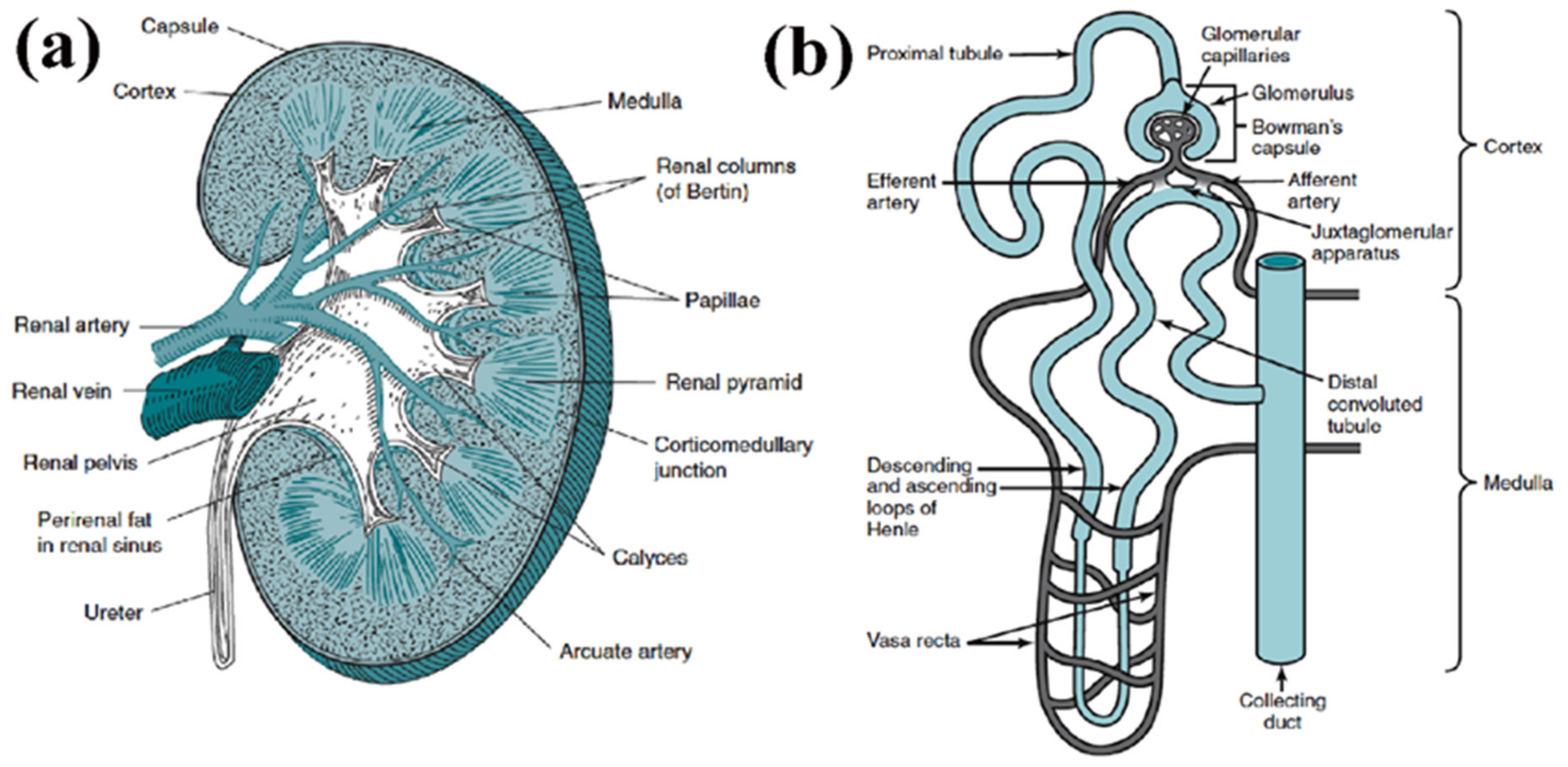 Biomimetics 06 00040 g001