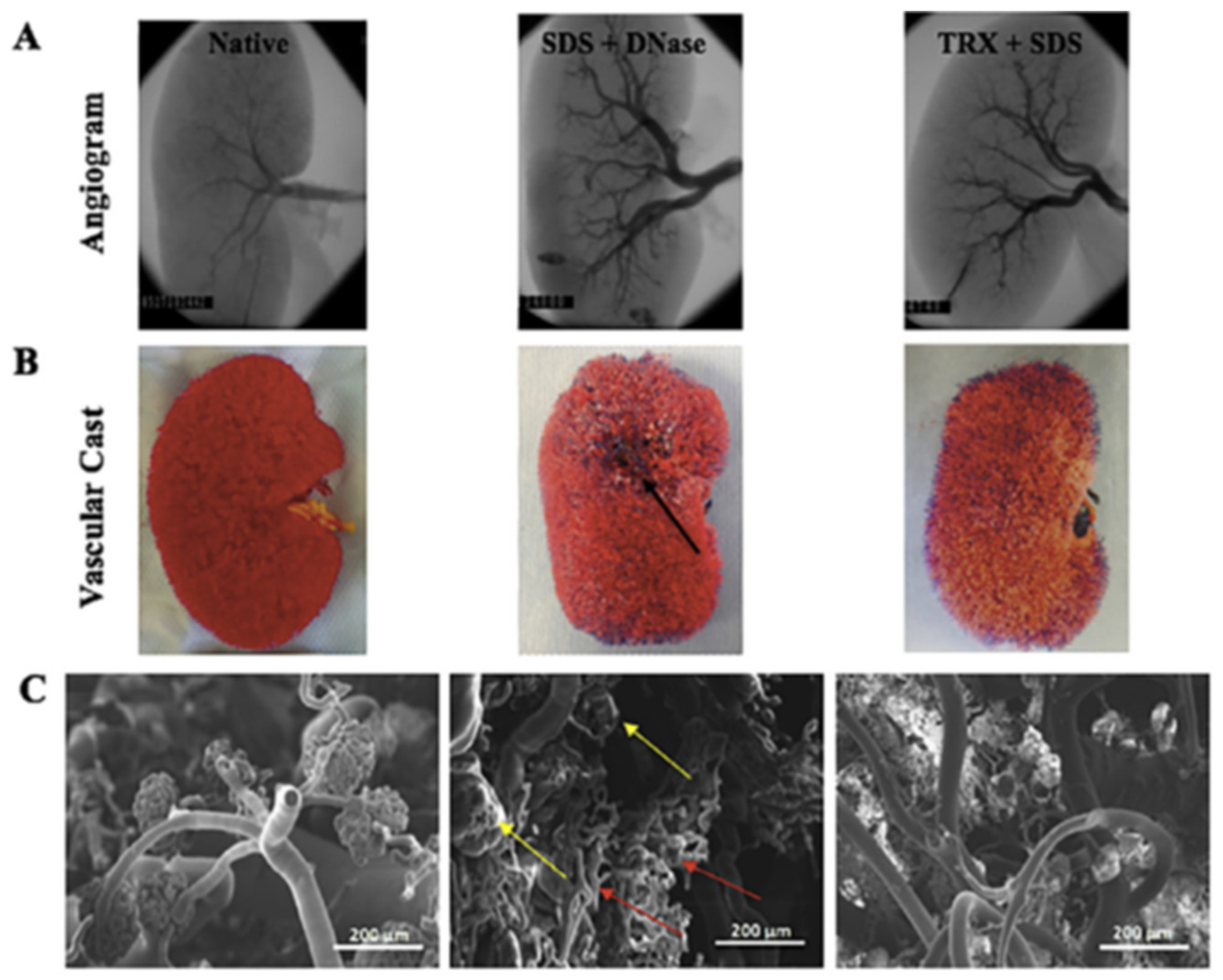 Biomimetics 06 00040 g002