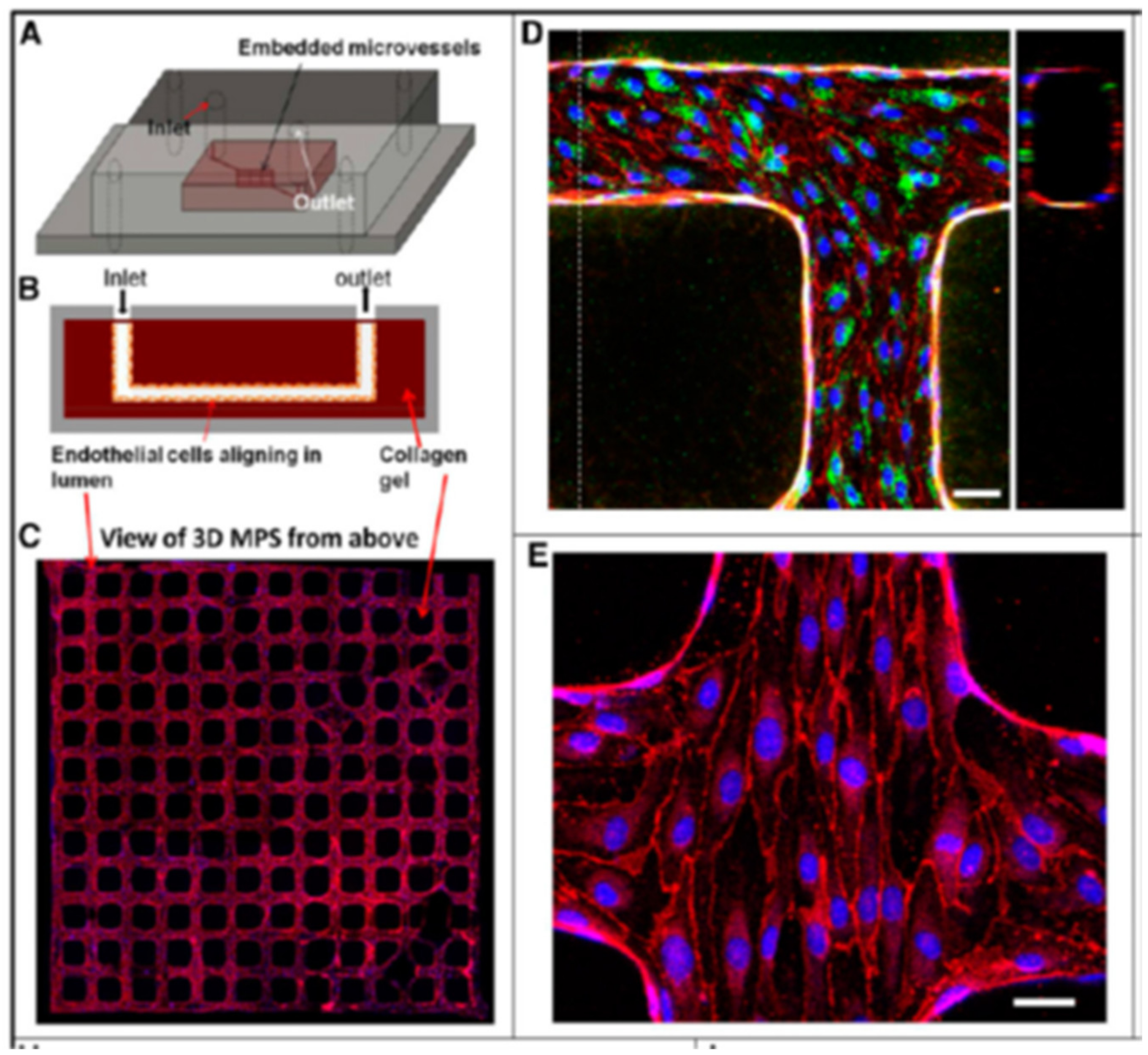 Biomimetics 06 00040 g006