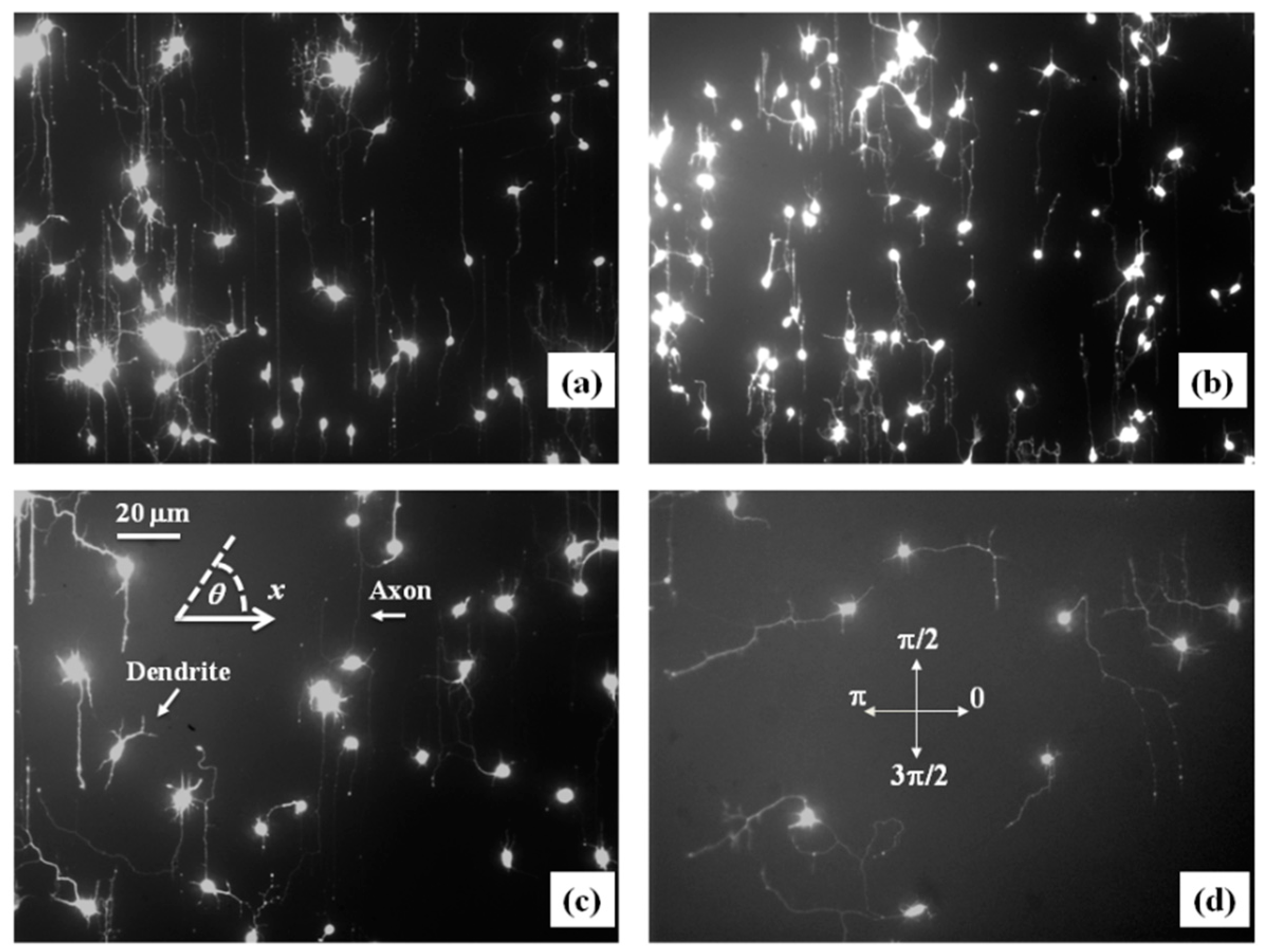 Biomimetics 06 00041 g002