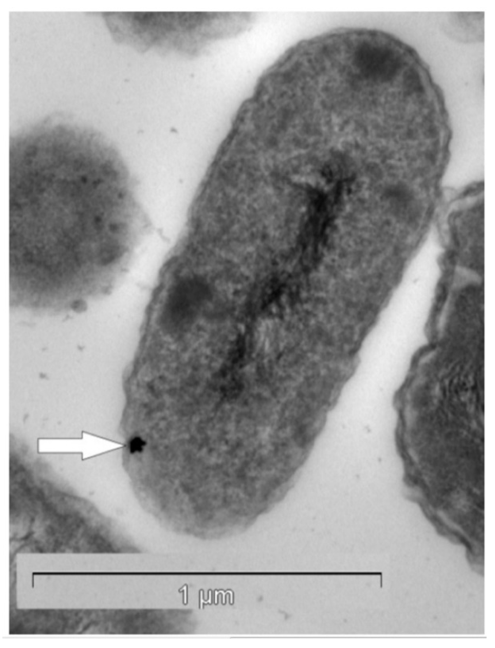 Biomimetics 06 00046 g001