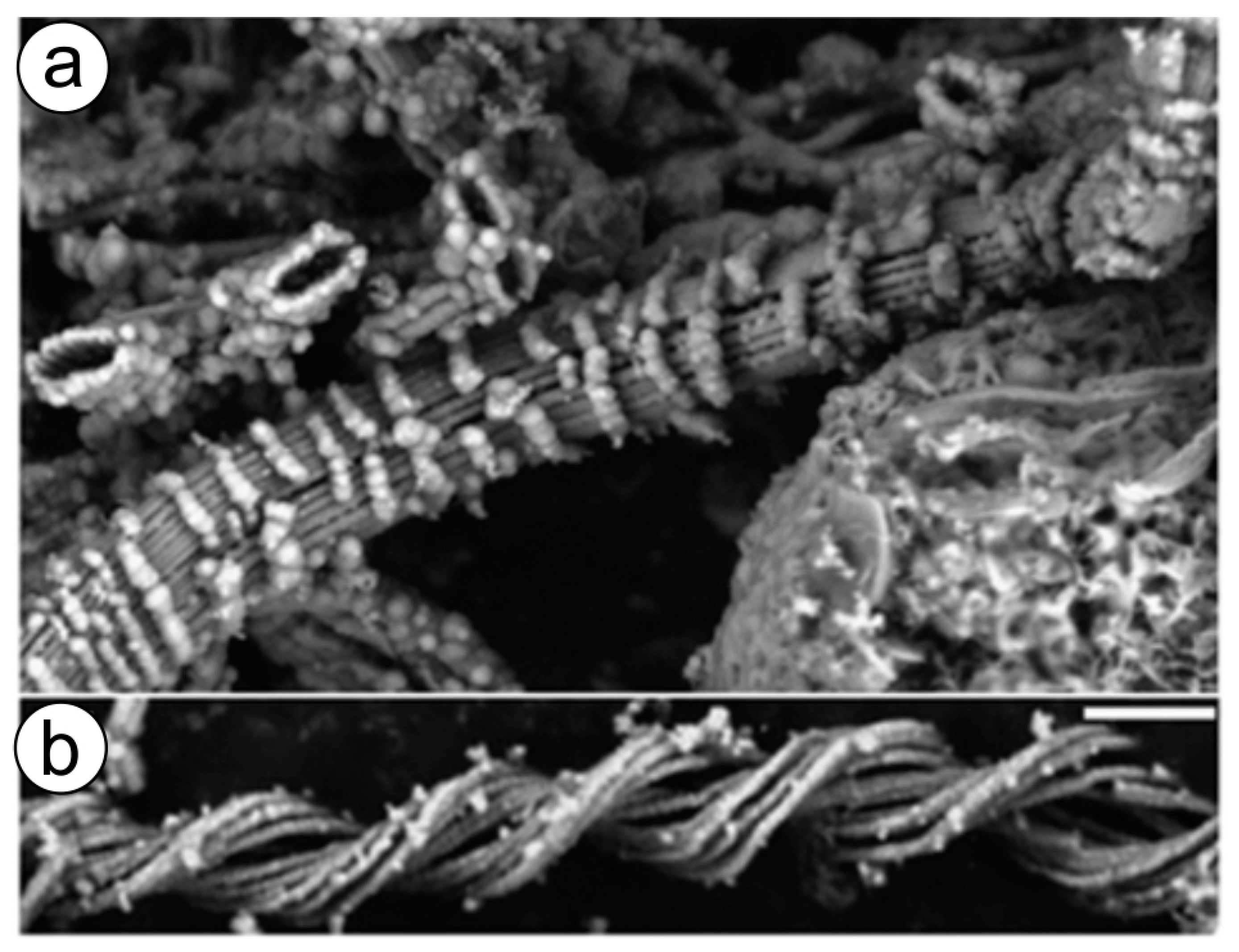 Biomimetics 06 00046 g004 Biomimetics 06 00046 g004