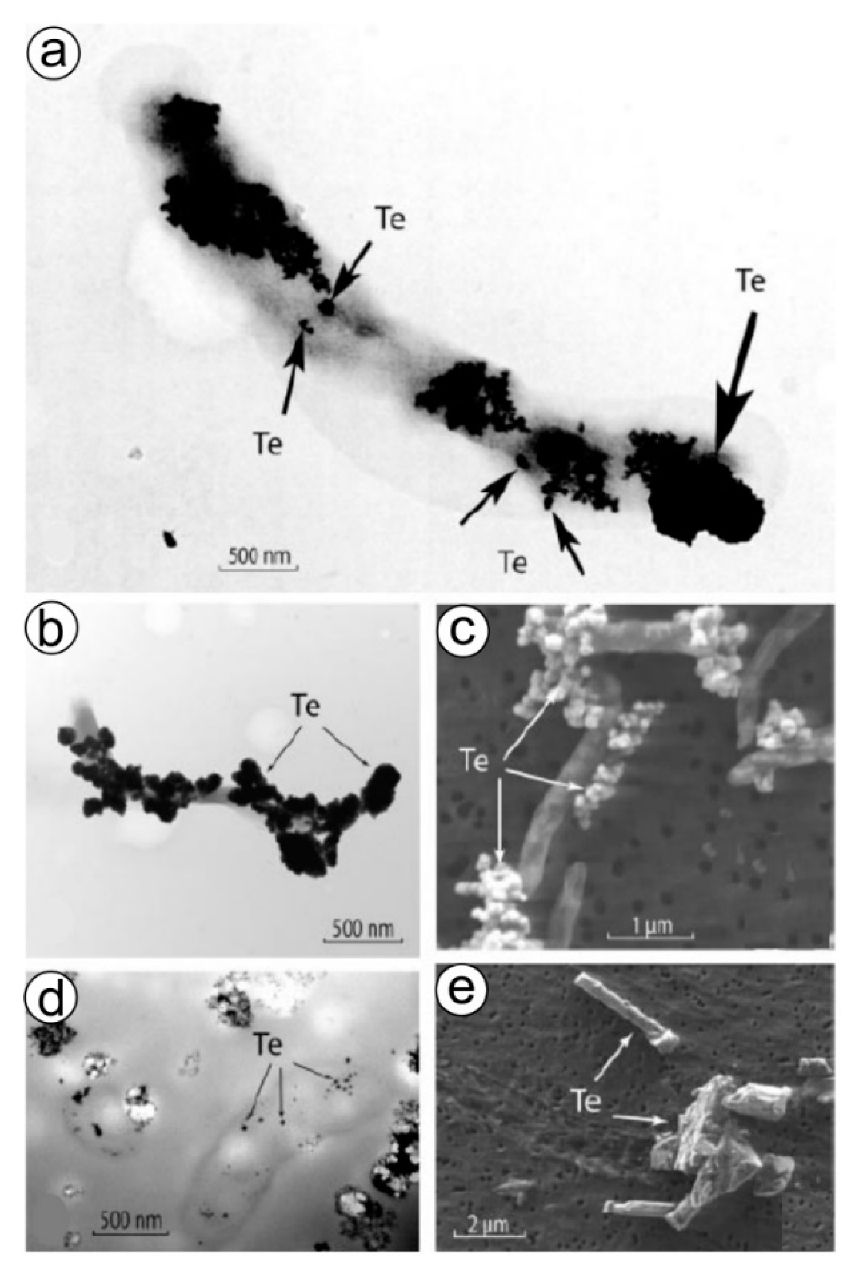 Biomimetics 06 00046 g005 Biomimetics 06 00046 g005