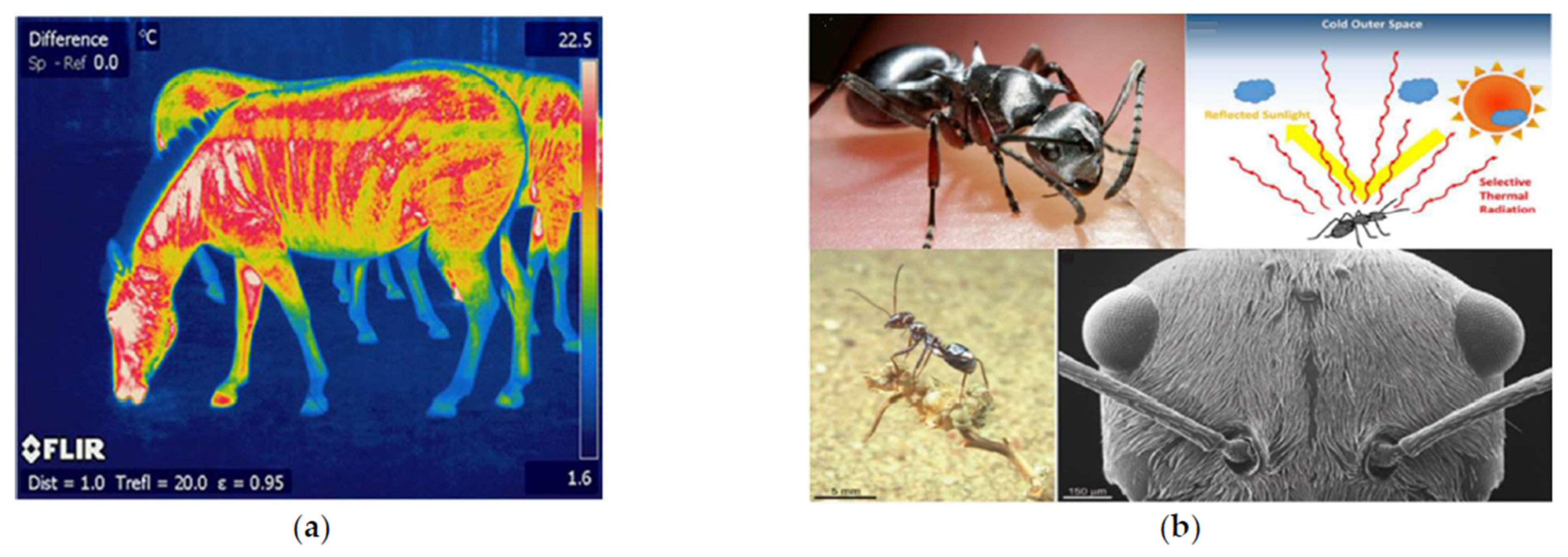 Biomimetics 06 00048 g007