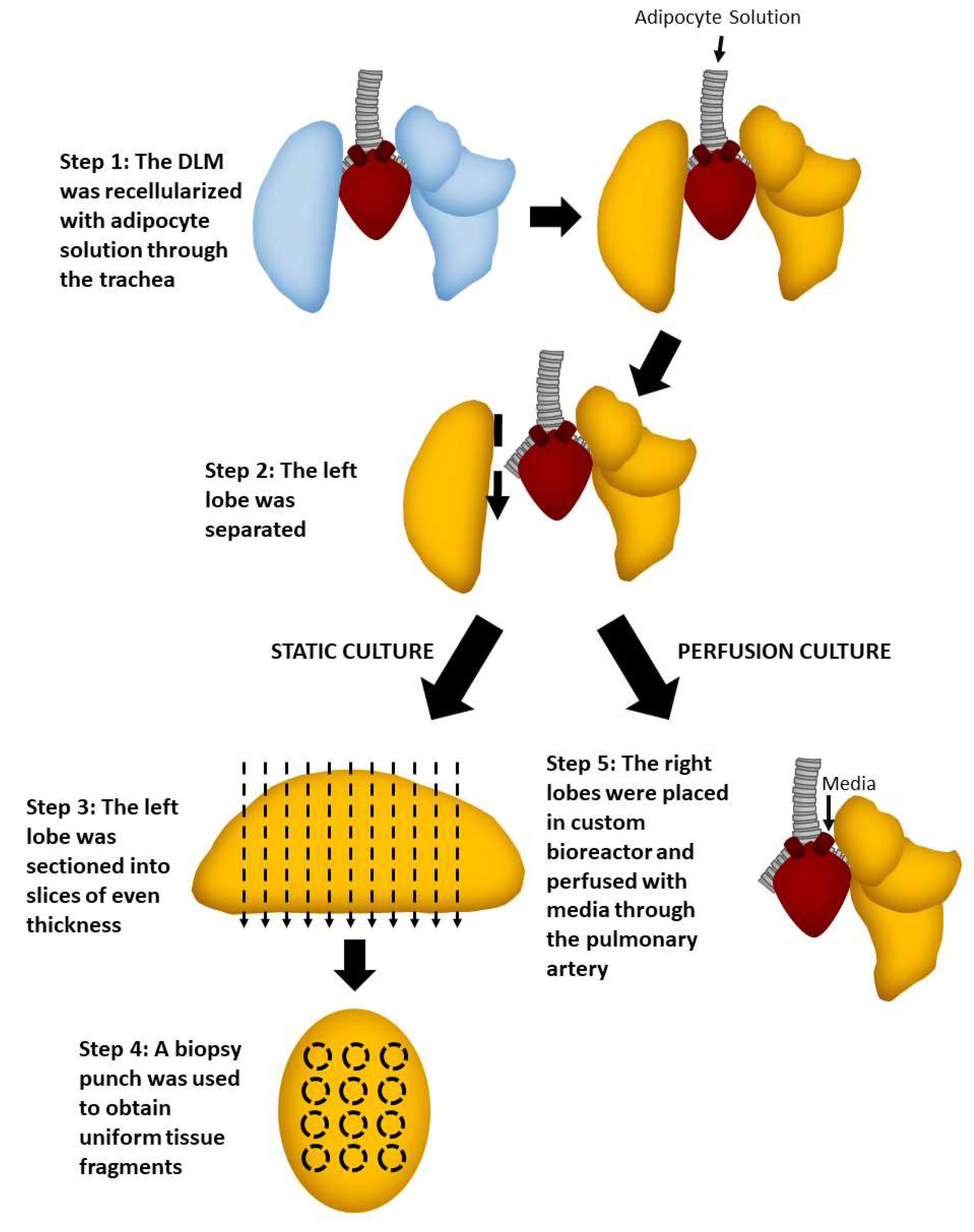 Biomimetics 06 00052 g004