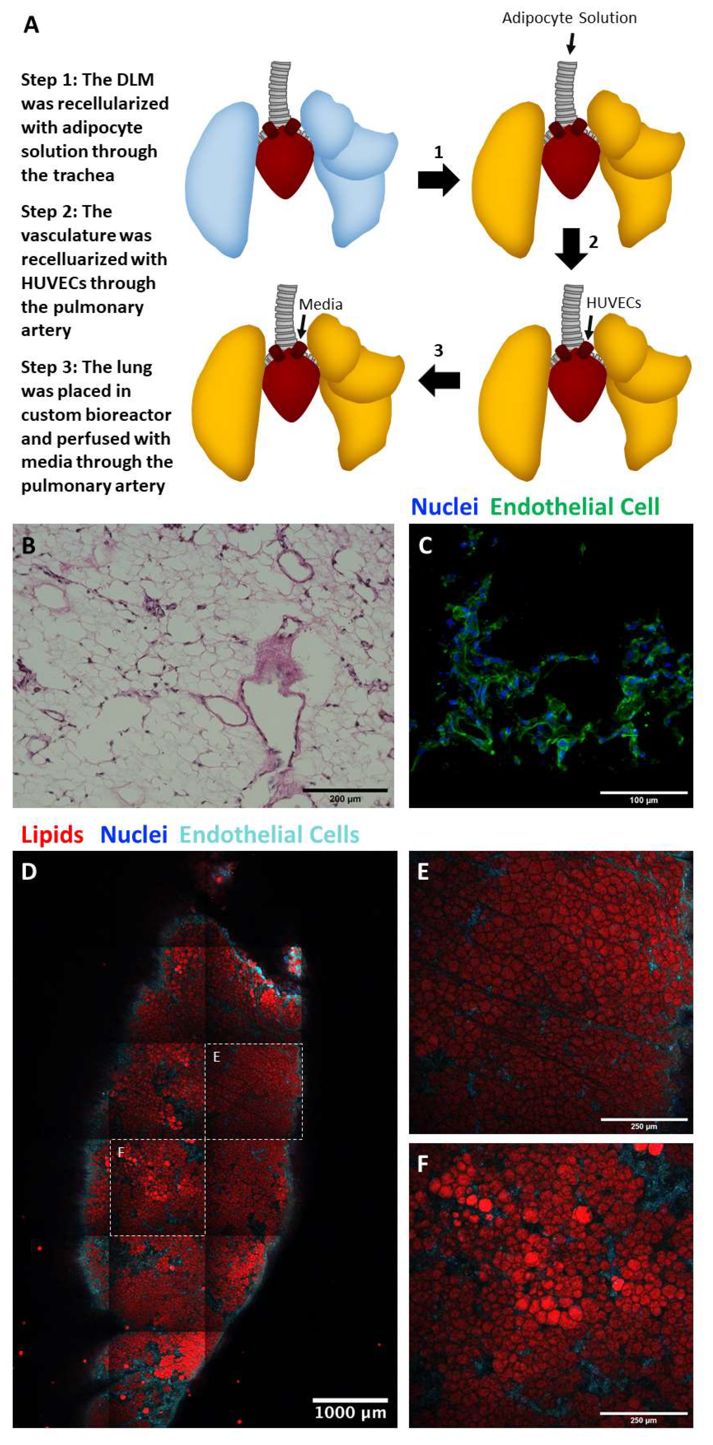 Biomimetics 06 00052 g006