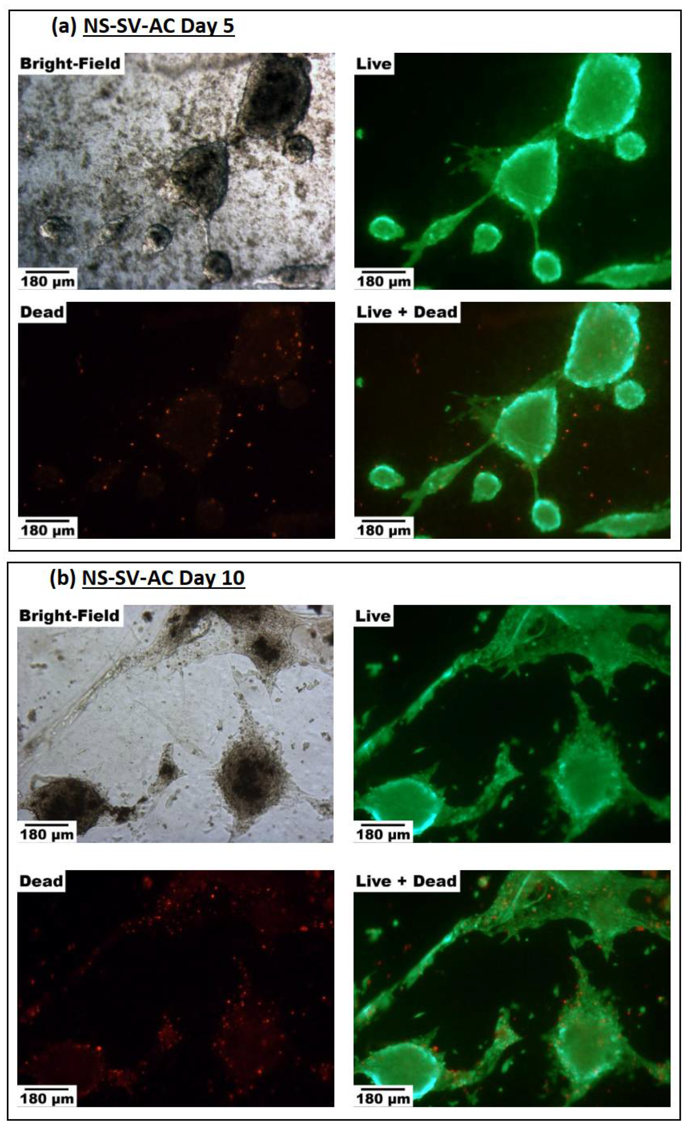 Biomimetics 07 00005 g005a Biomimetics 07 00005 g005a