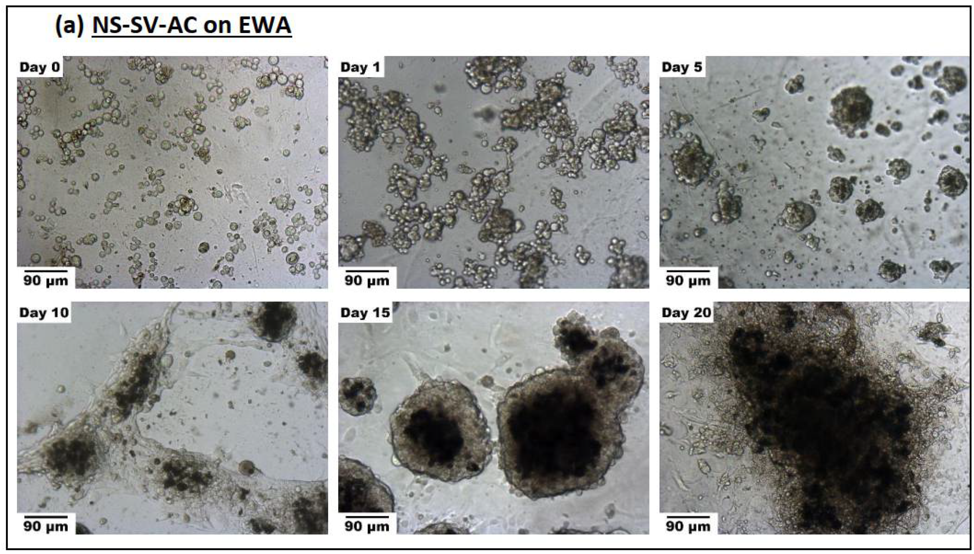 Biomimetics 07 00005 g006a Biomimetics 07 00005 g006a