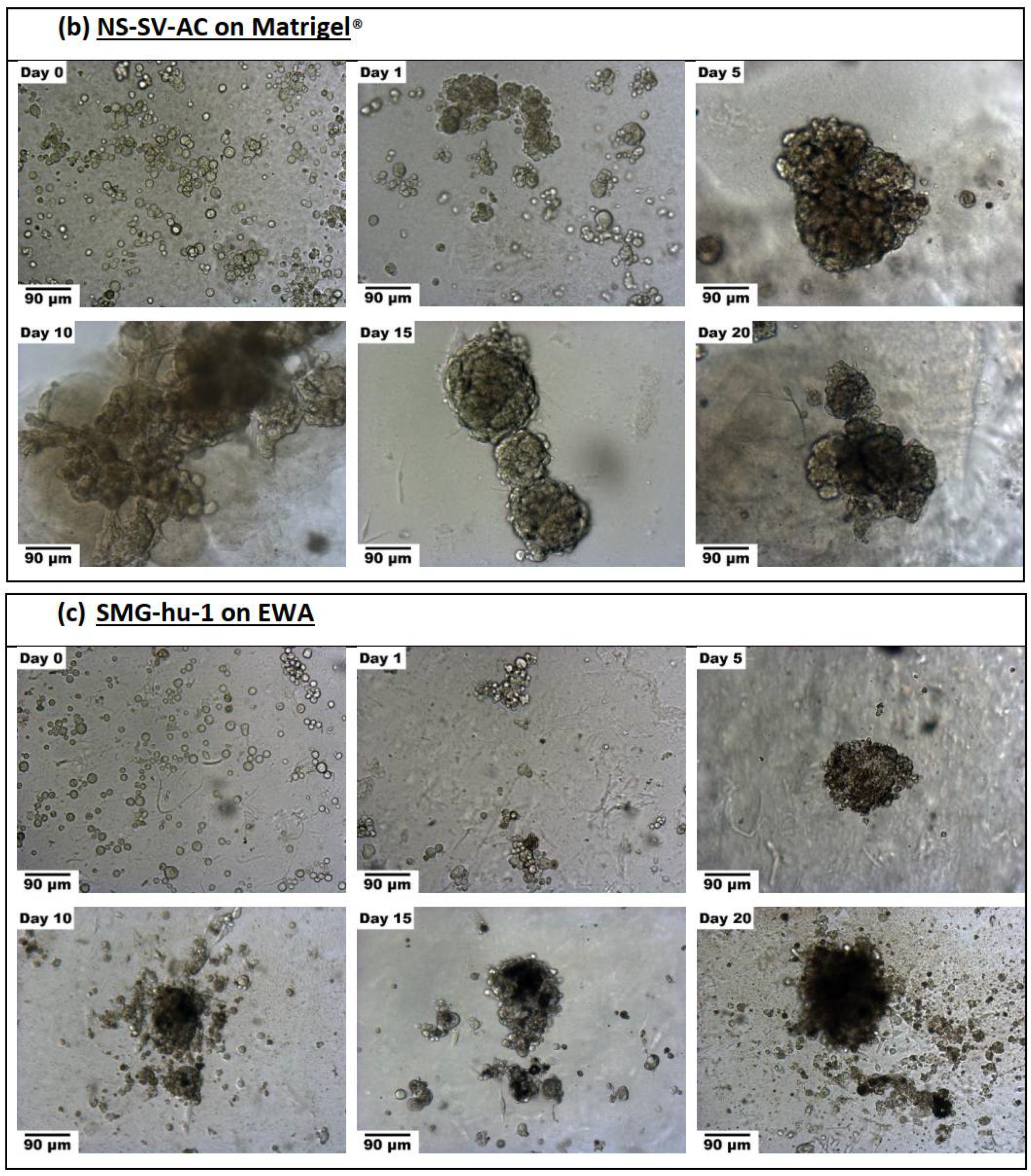 Biomimetics 07 00005 g006b Biomimetics 07 00005 g006b
