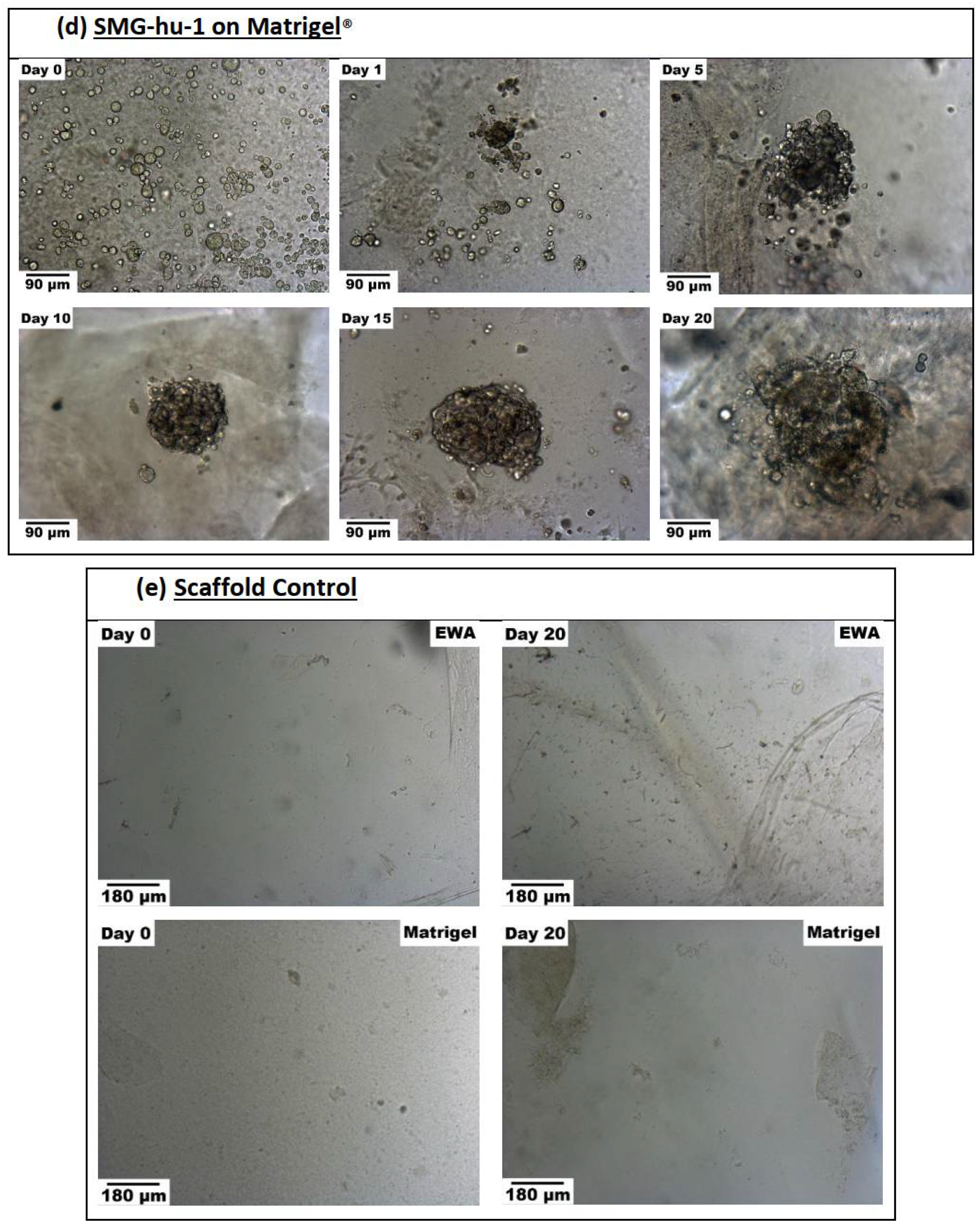 Biomimetics 07 00005 g006c Biomimetics 07 00005 g006c