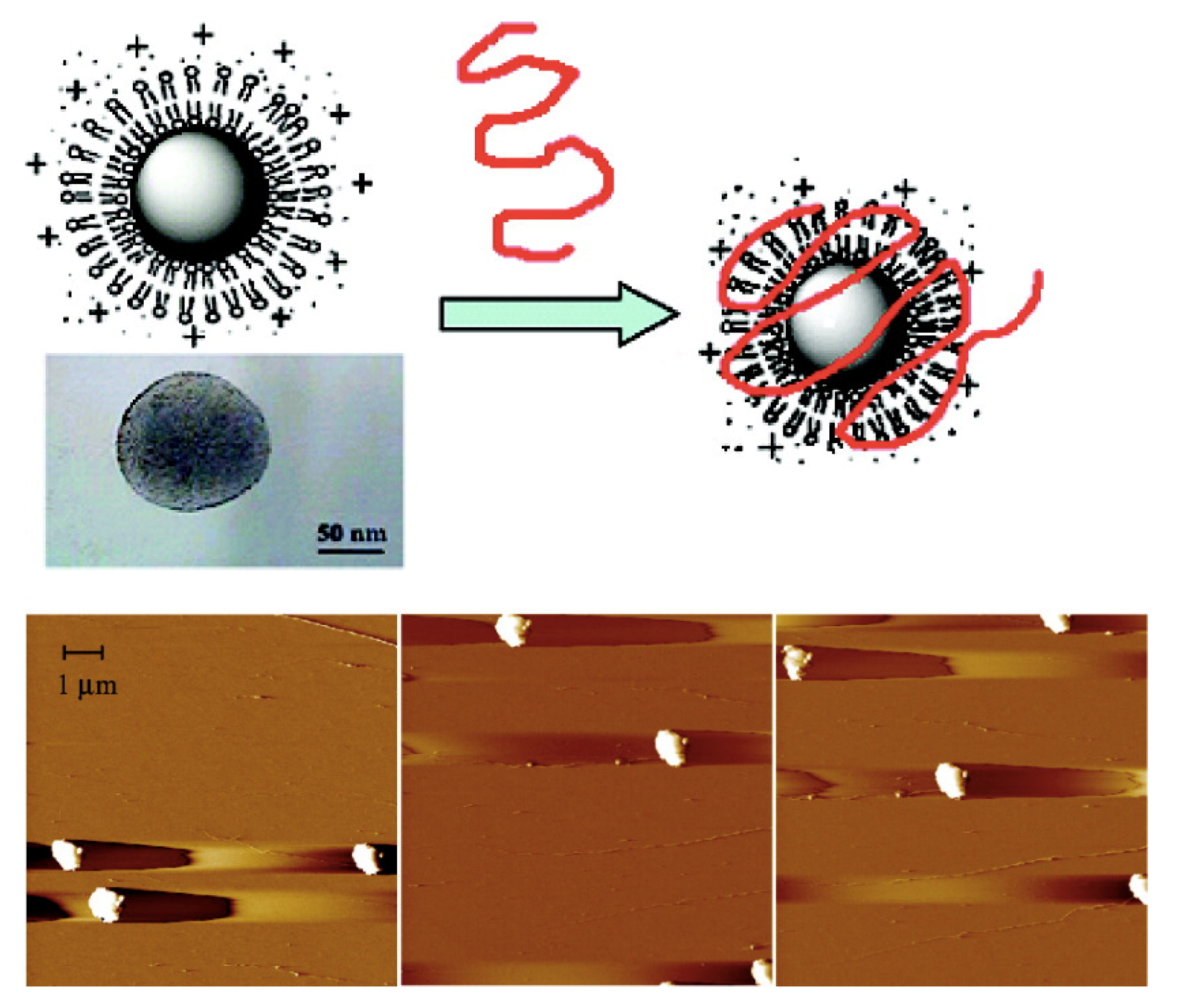 Biomimetics 07 00006 g003