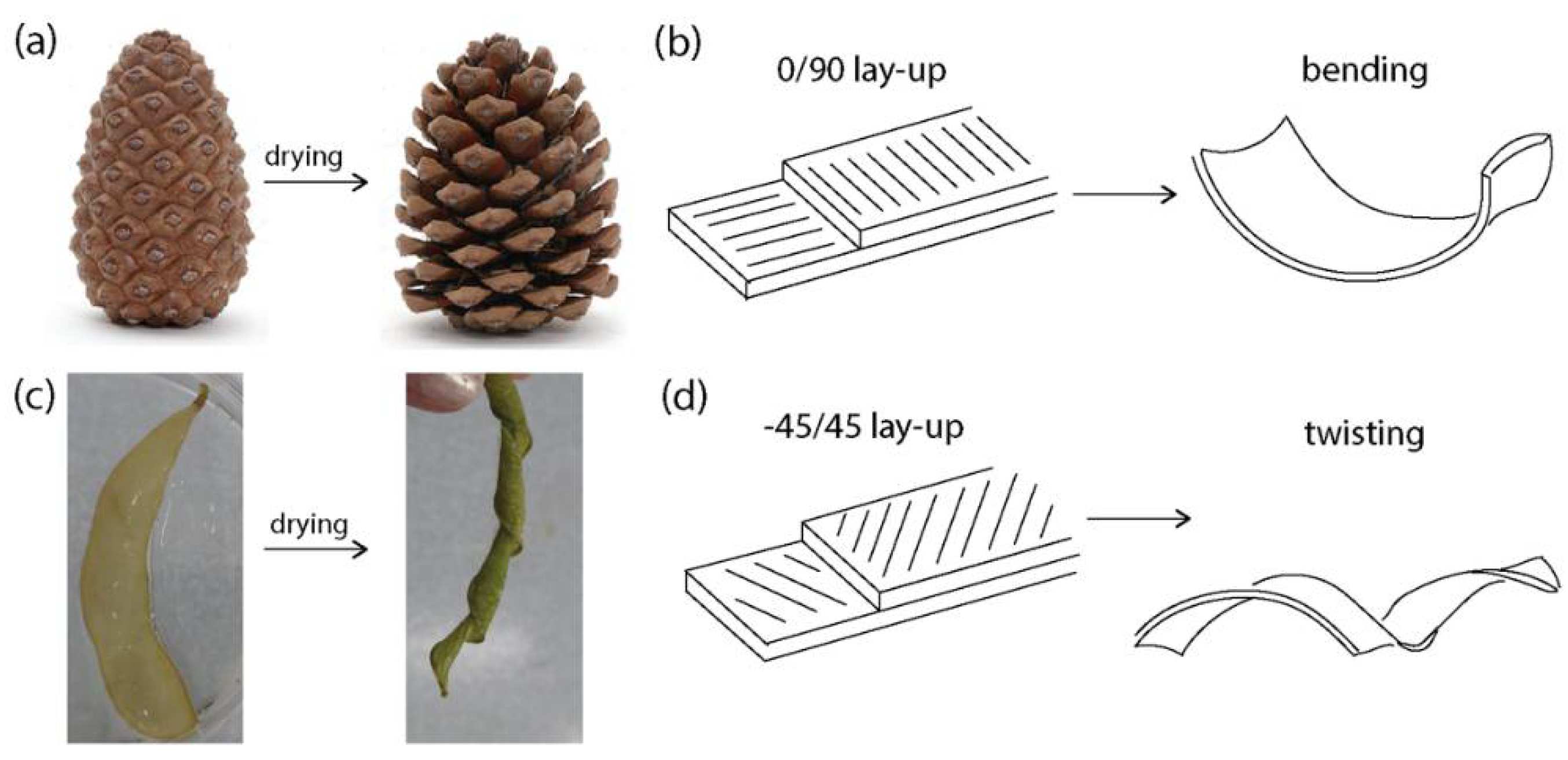 Biomimetics 07 00013 g001