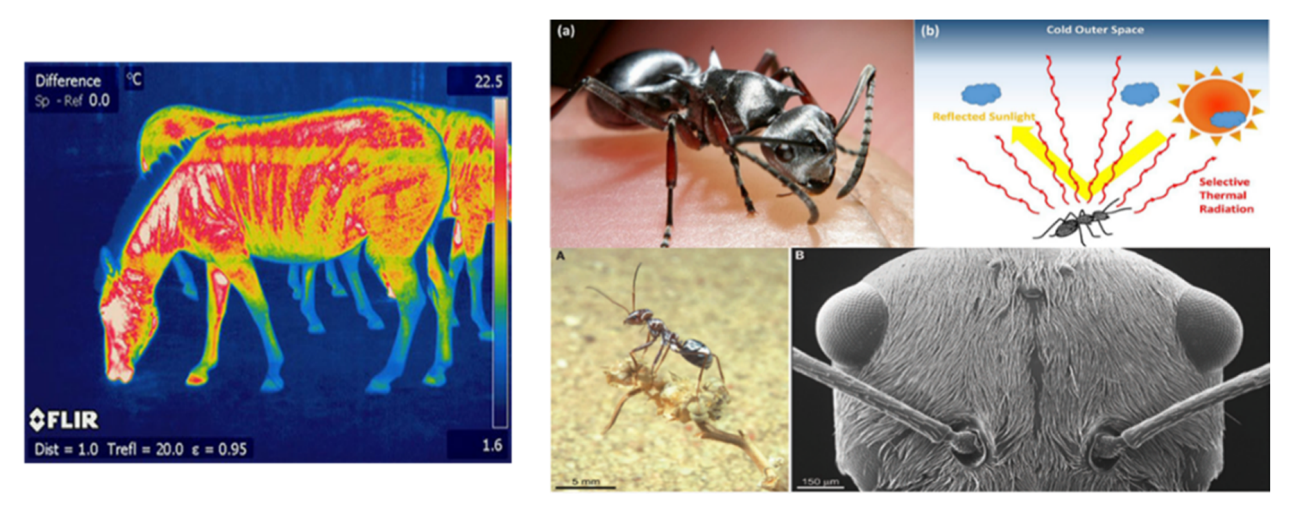 Biomimetics 07 00014 g004