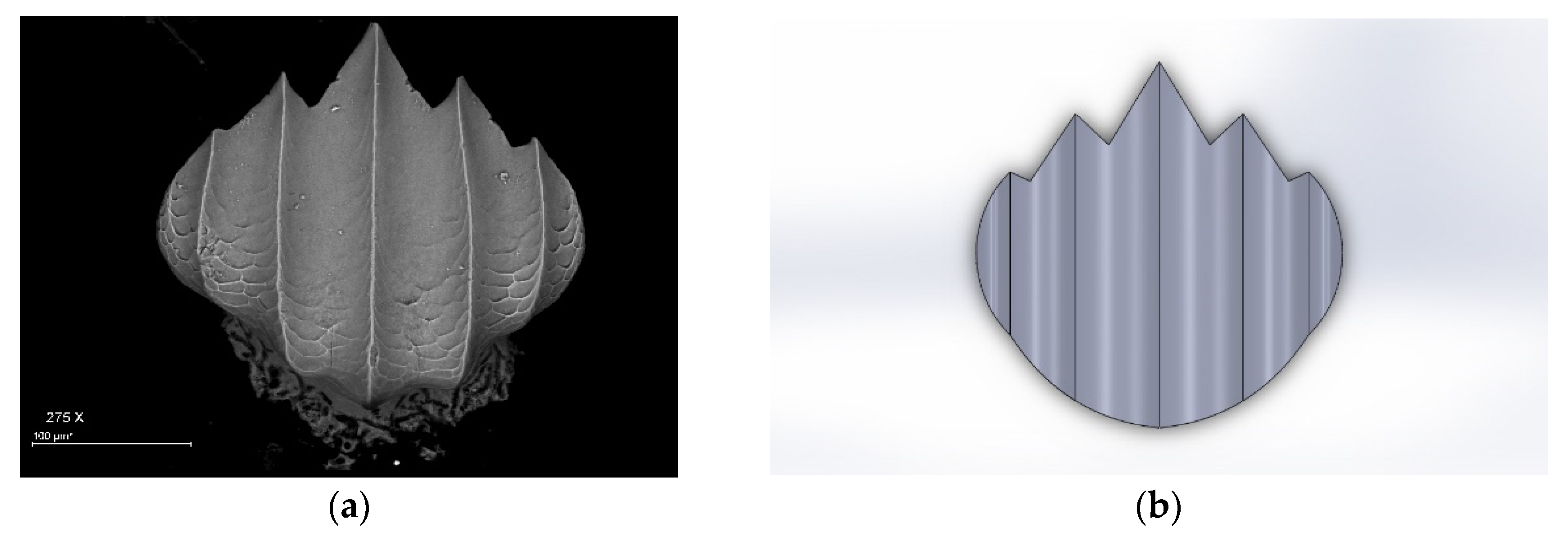 Biomimetics 07 00020 g001a