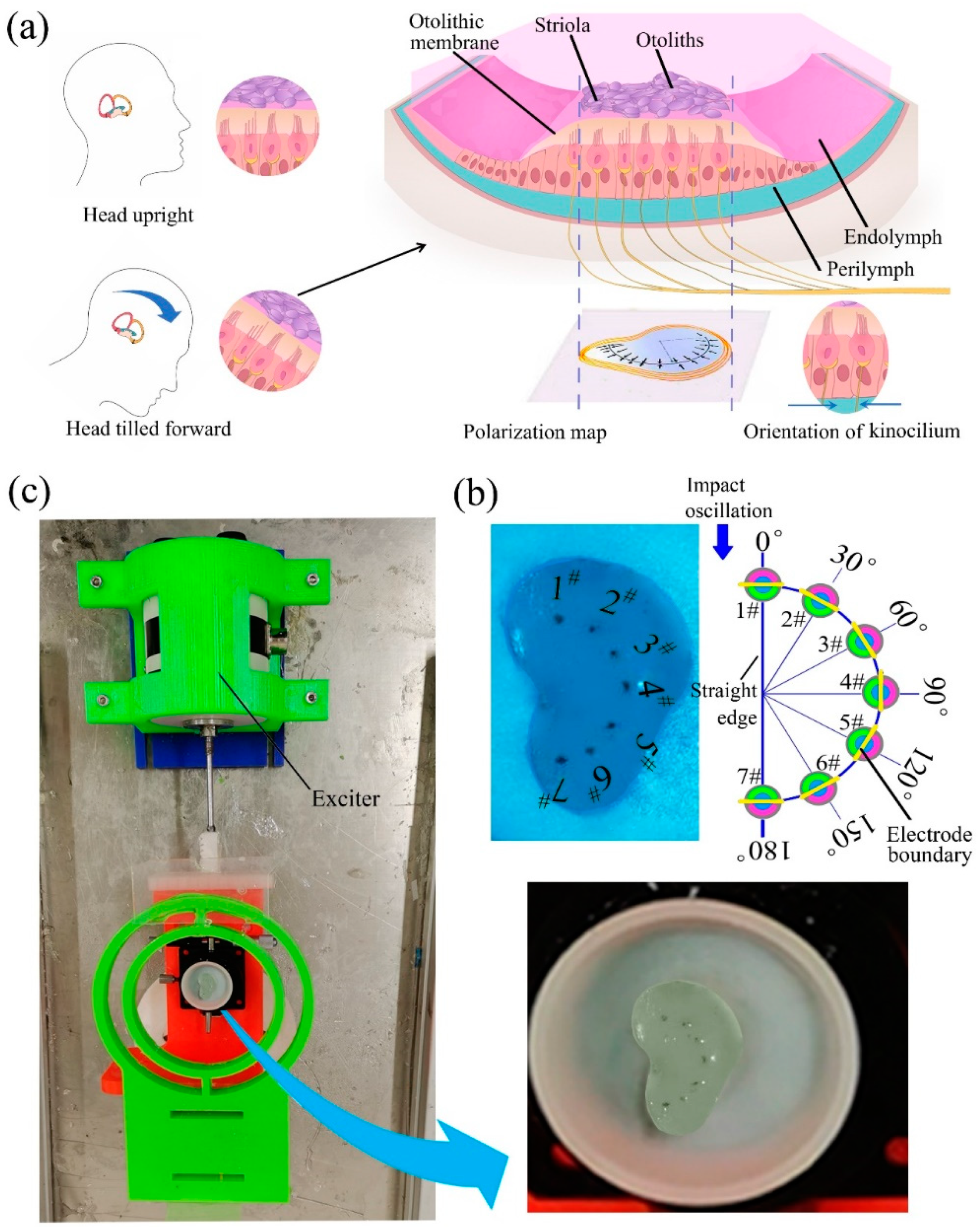 Biomimetics 07 00028 g003