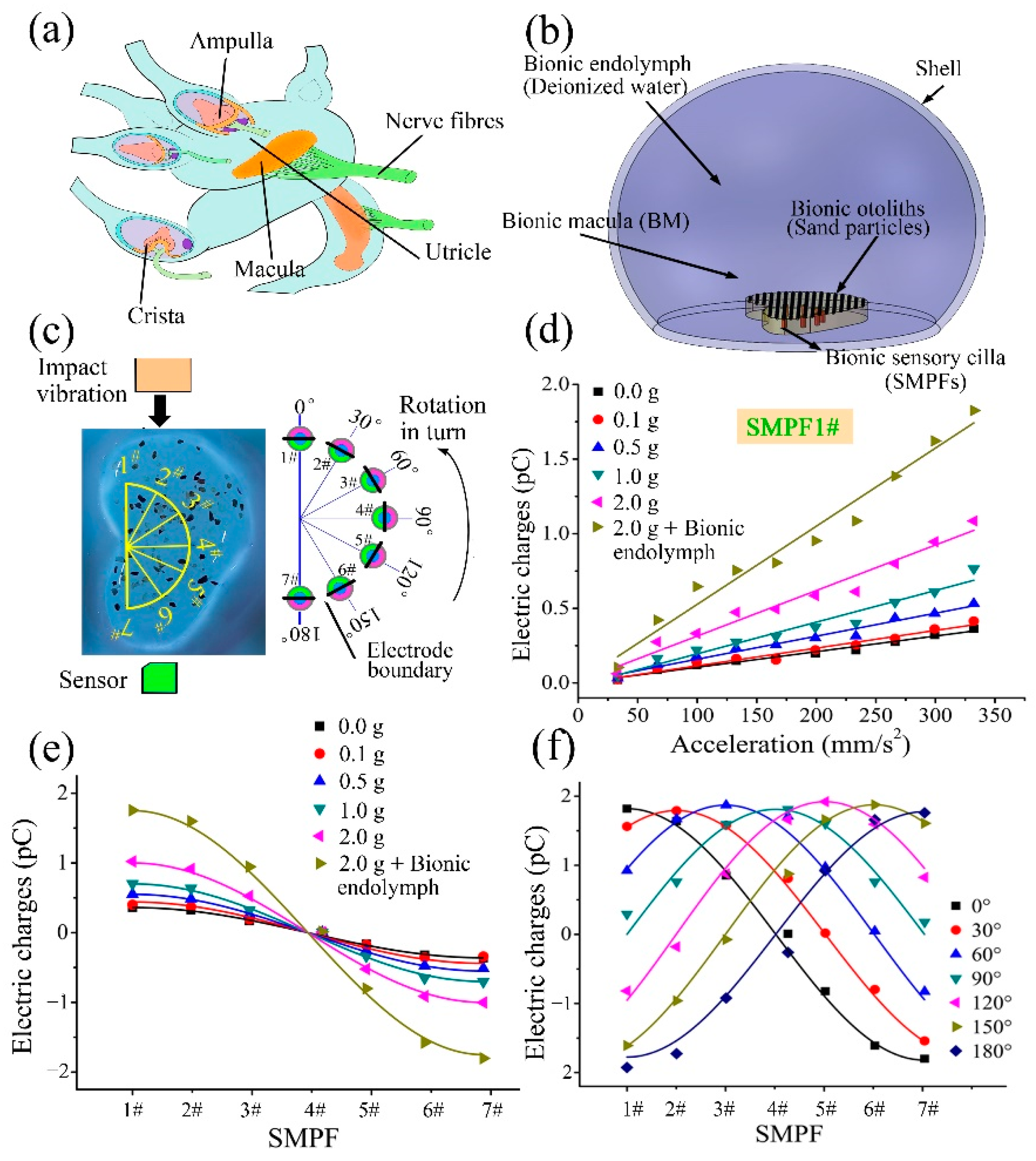 Biomimetics 07 00028 g005