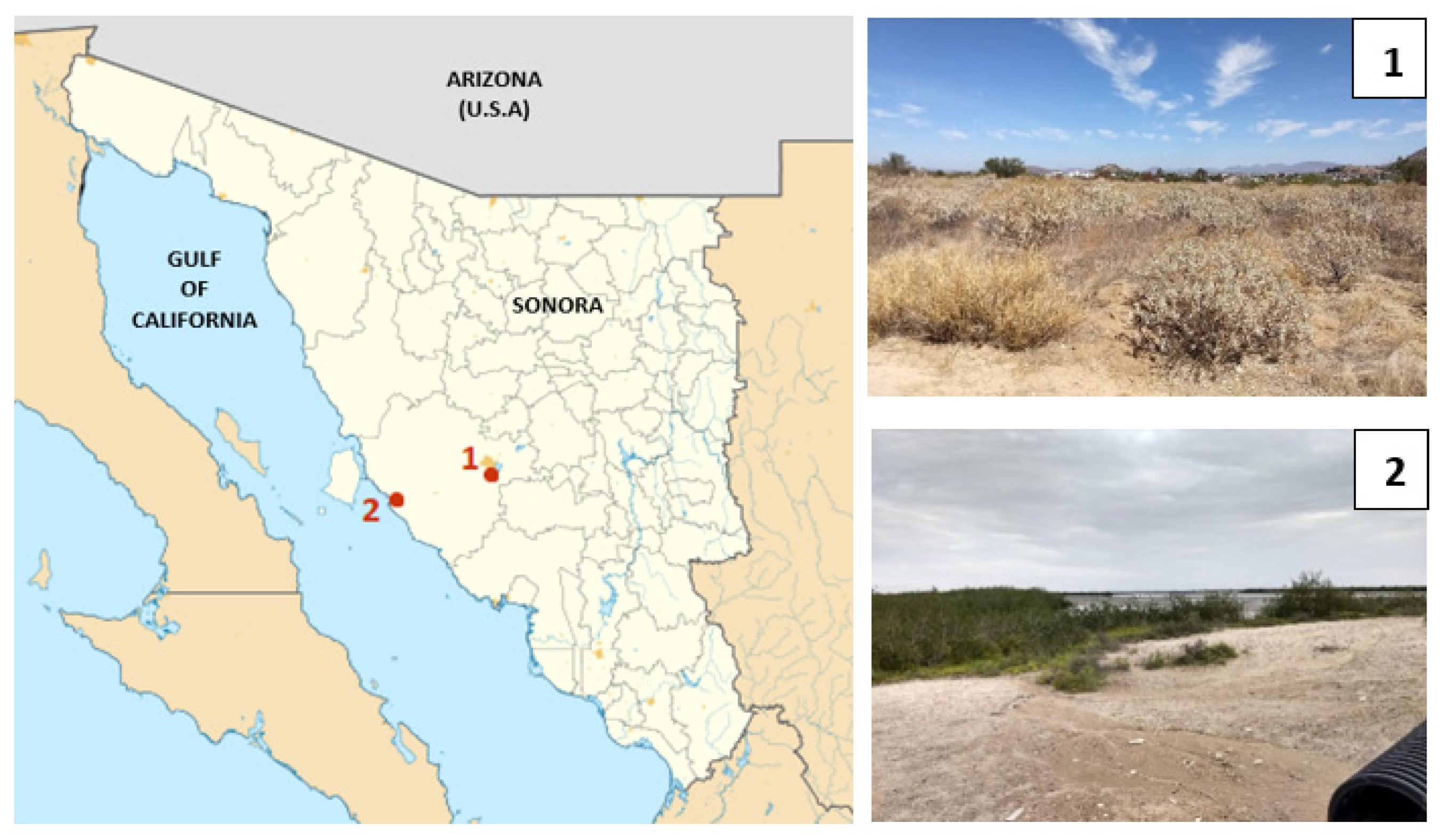 Biomimetics 07 00038 g001