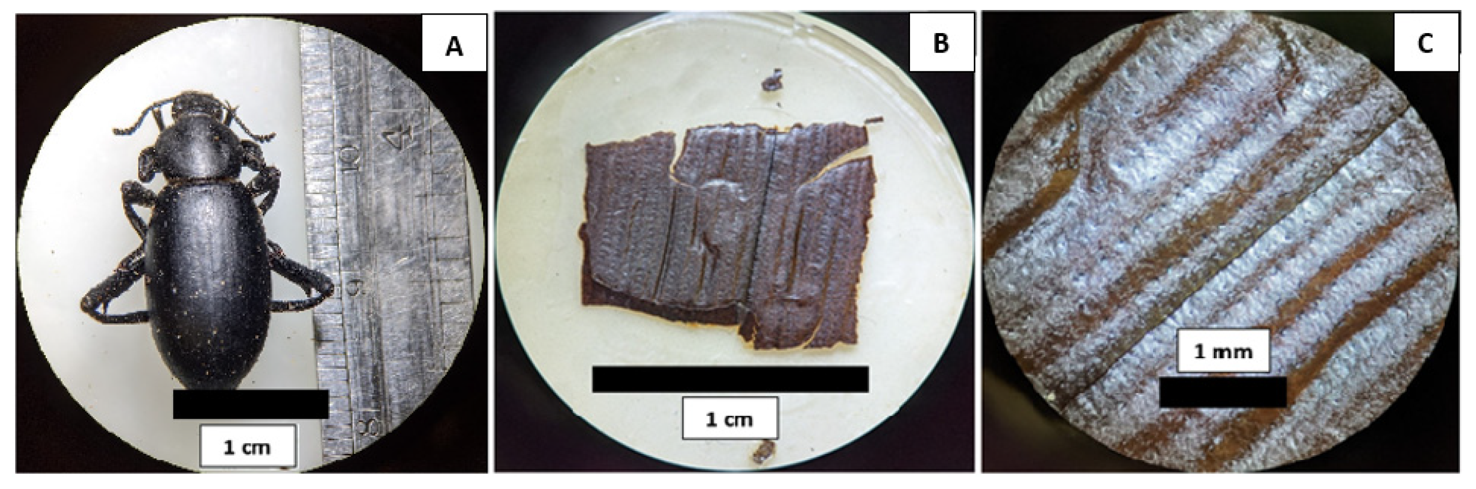Biomimetics 07 00038 g002
