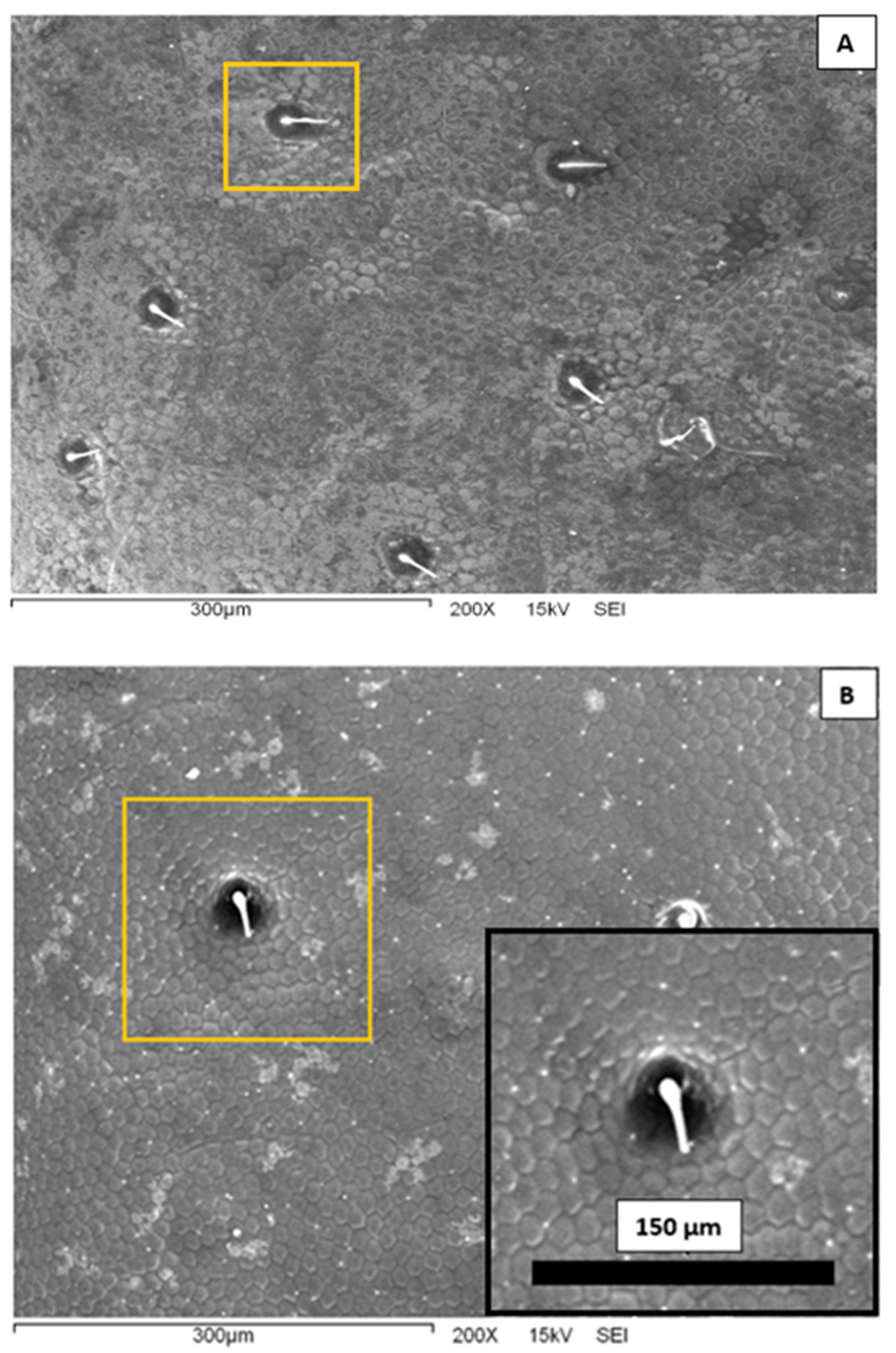 Biomimetics 07 00038 g003