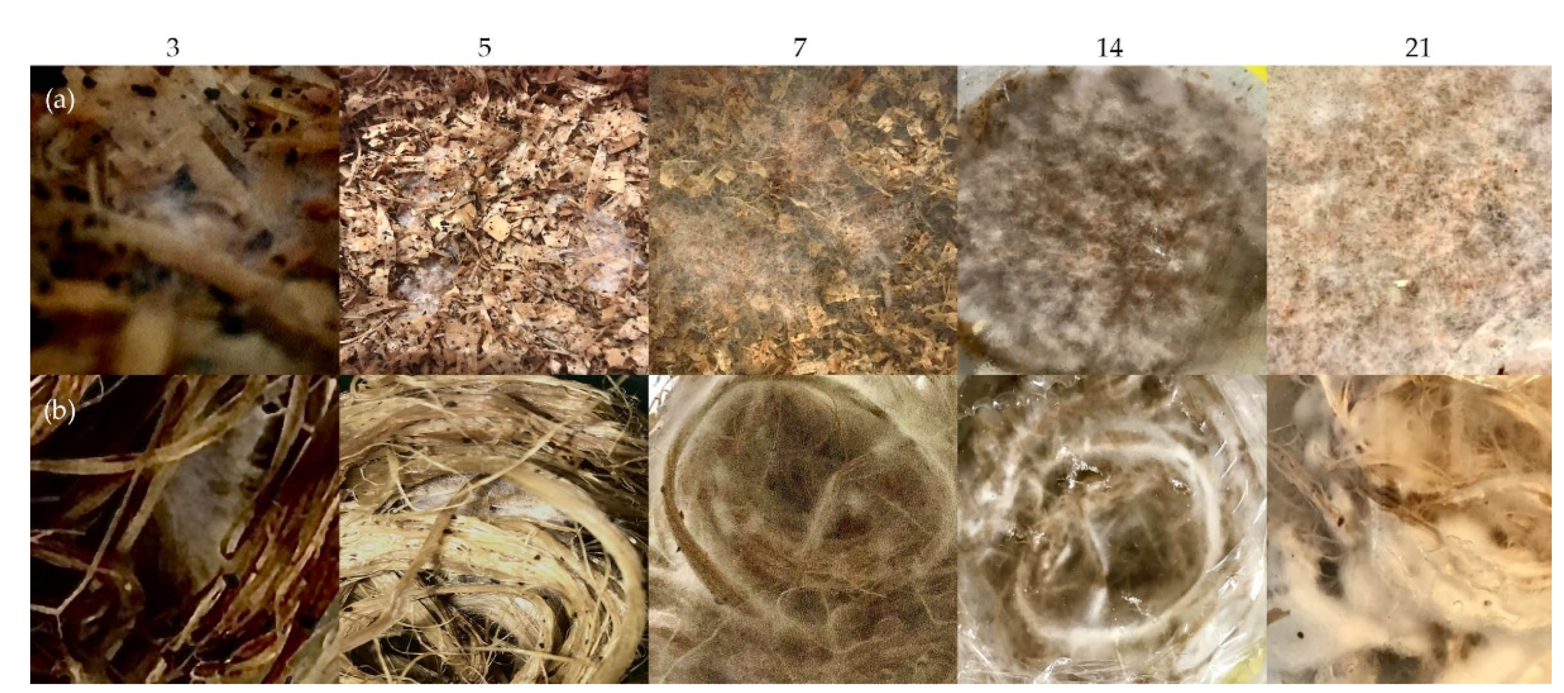 Biomimetics 07 00042 g004