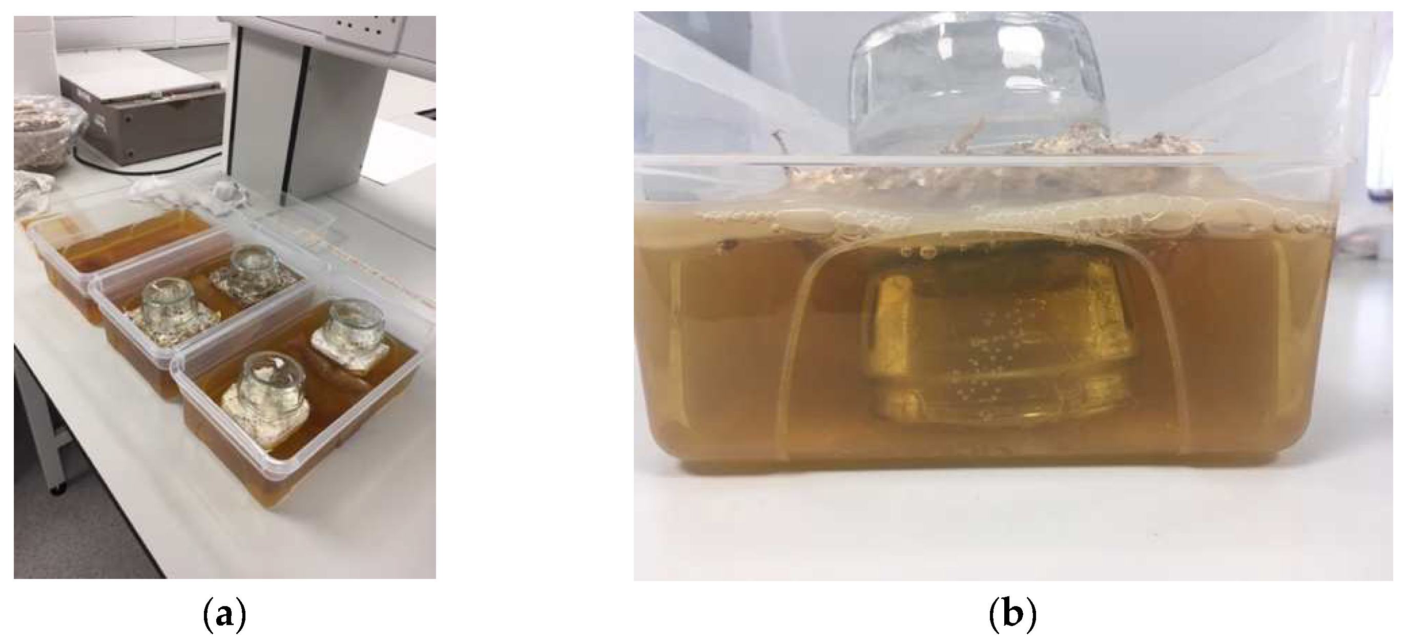 Biomimetics 07 00055 g002