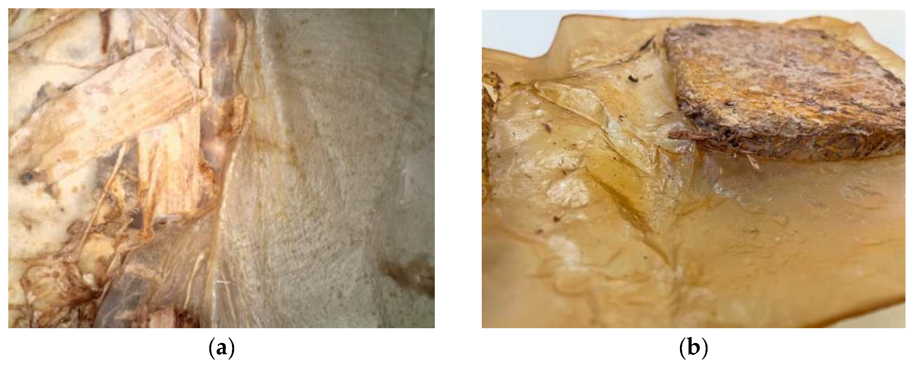 Biomimetics 07 00055 g005