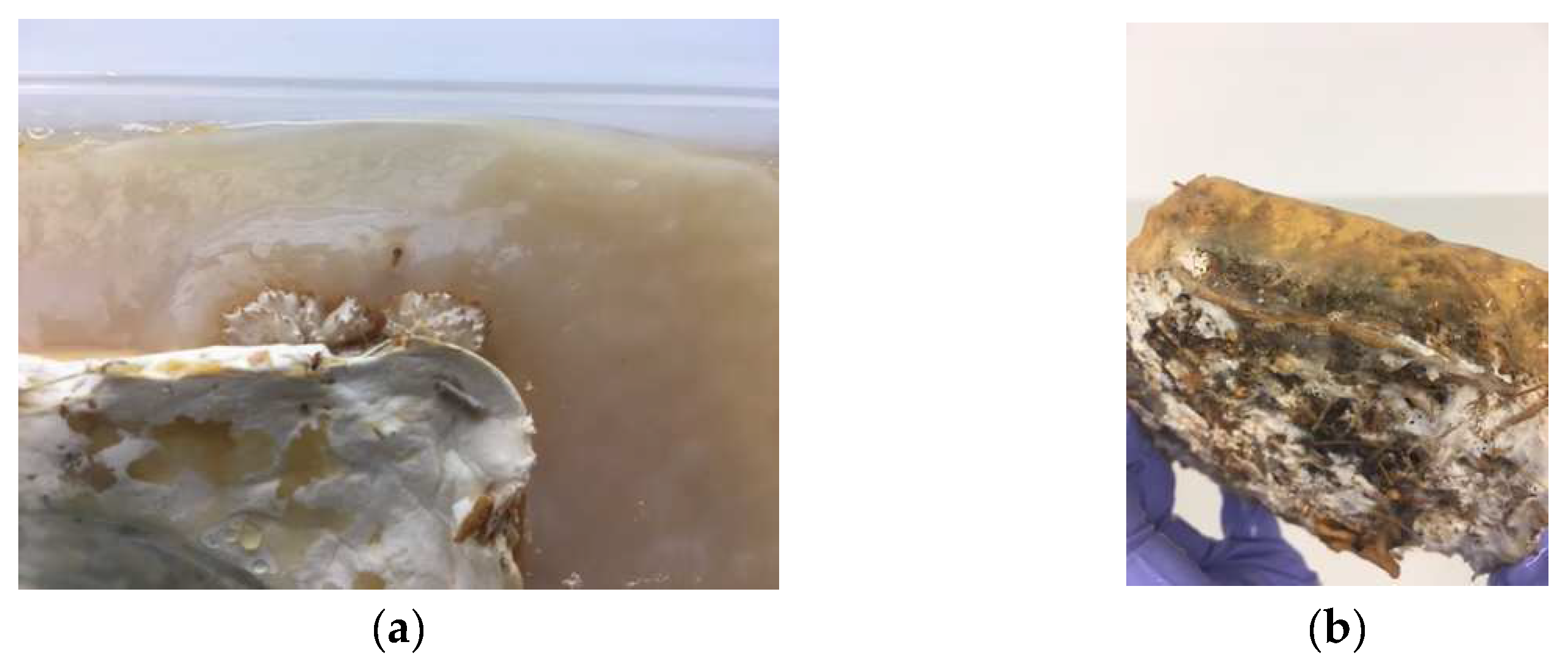 Biomimetics 07 00055 g006