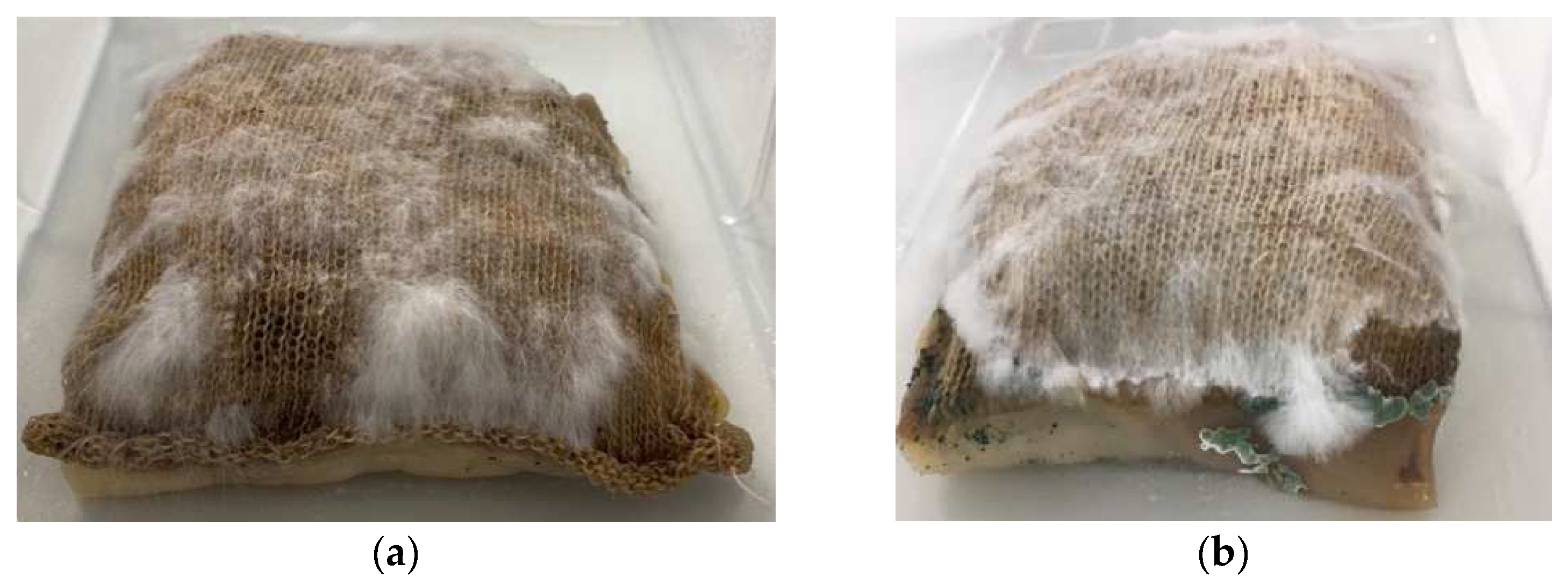 Biomimetics 07 00055 g008