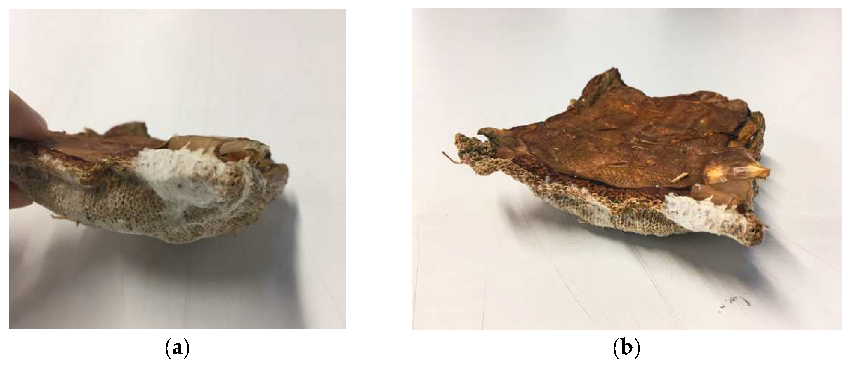 Biomimetics 07 00055 g009