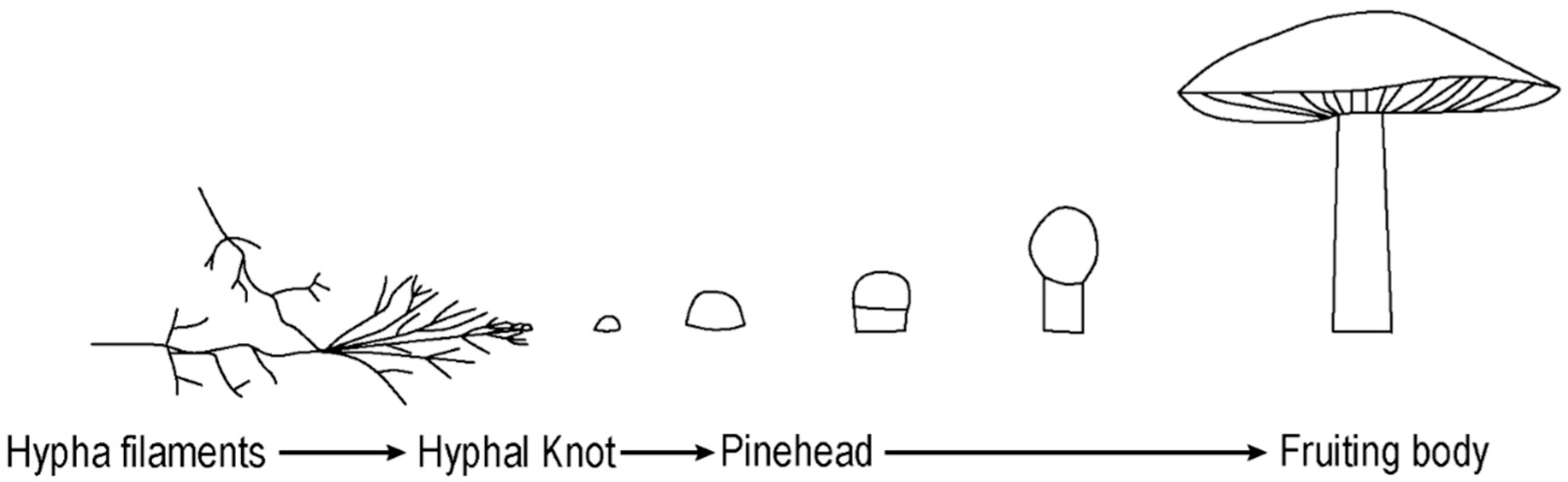 Biomimetics 07 00060 g001