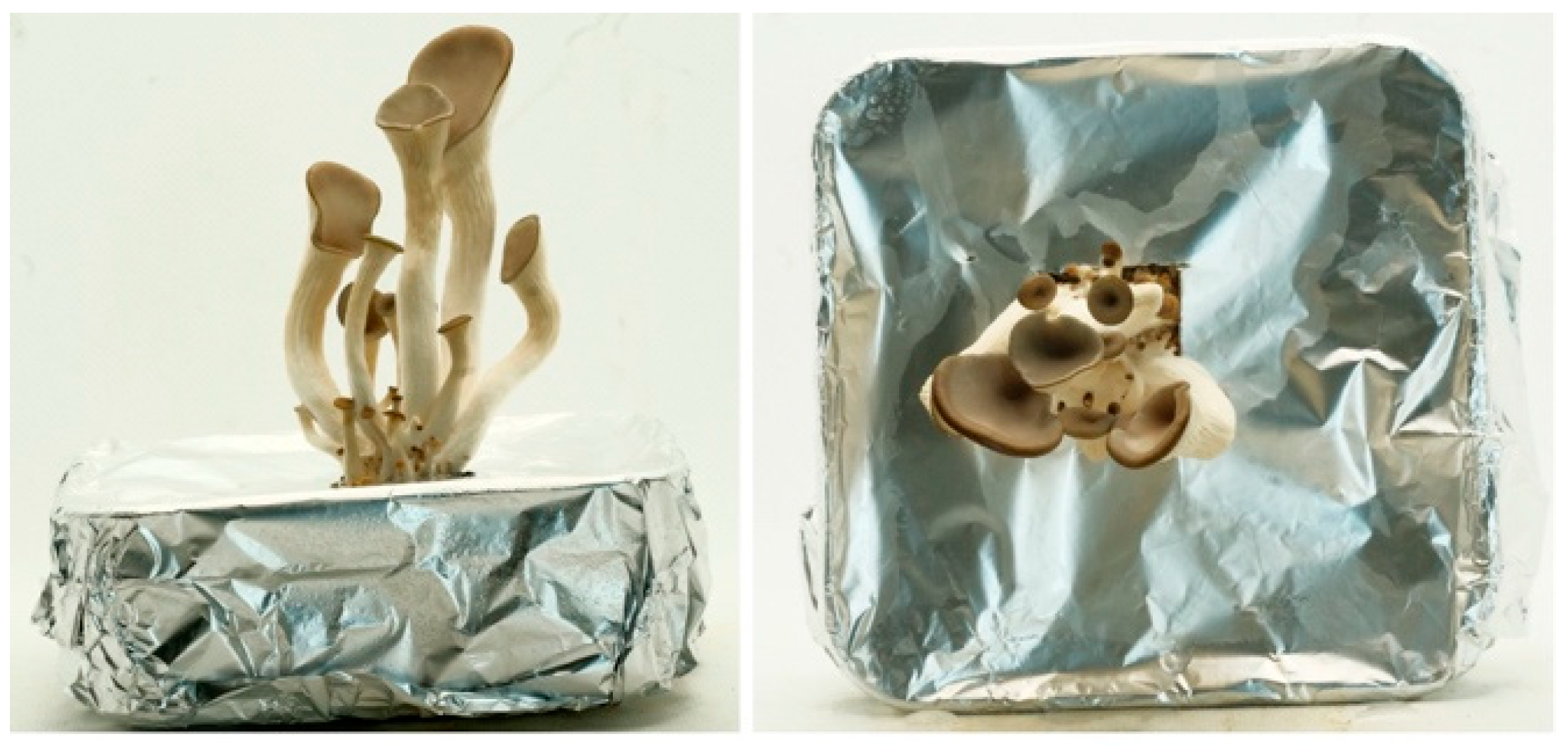 Biomimetics 07 00060 g003