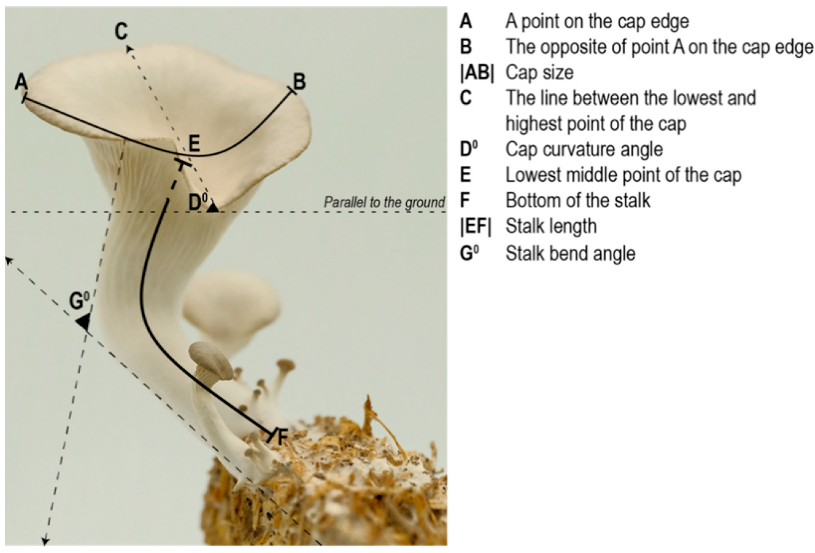 Biomimetics 07 00060 g004