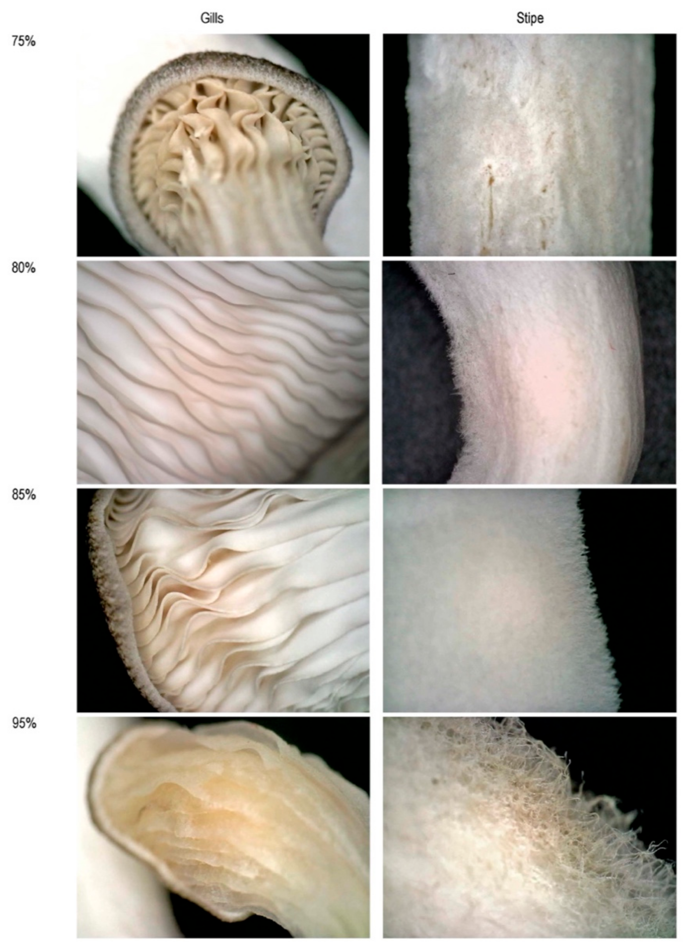 Biomimetics 07 00060 g006