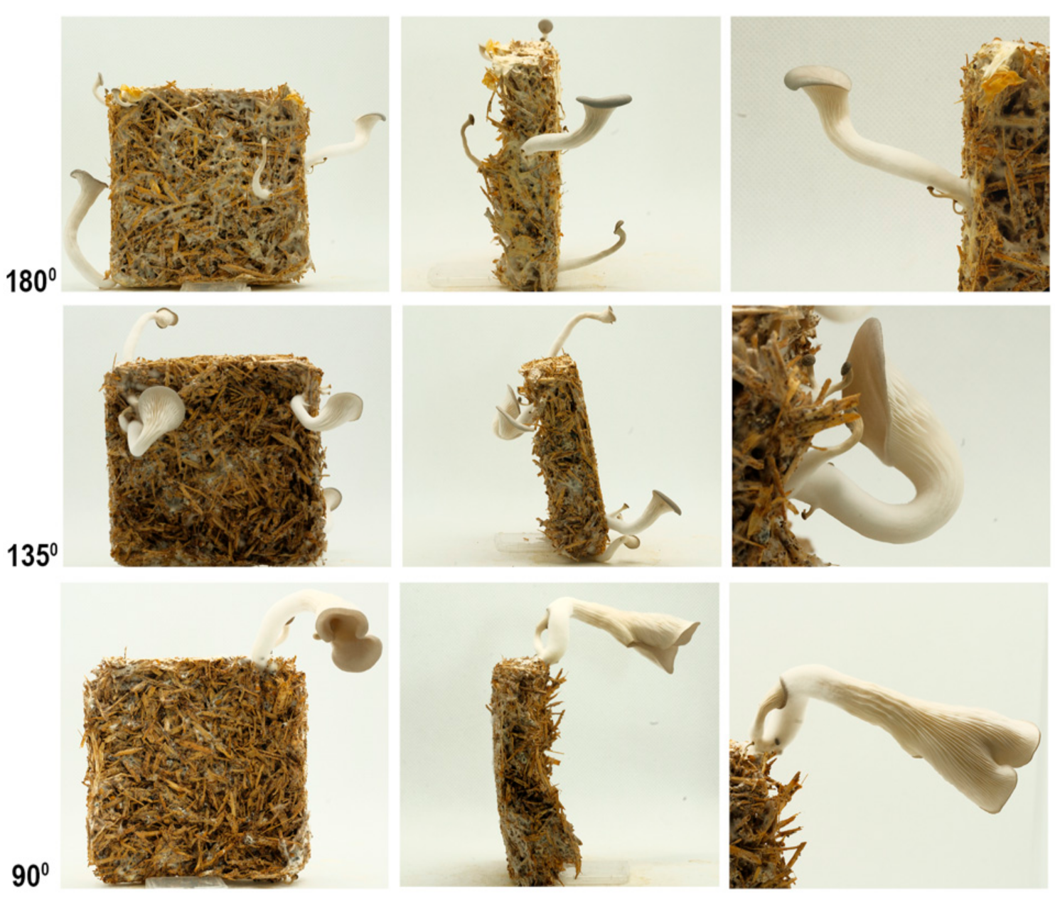 Biomimetics 07 00060 g009