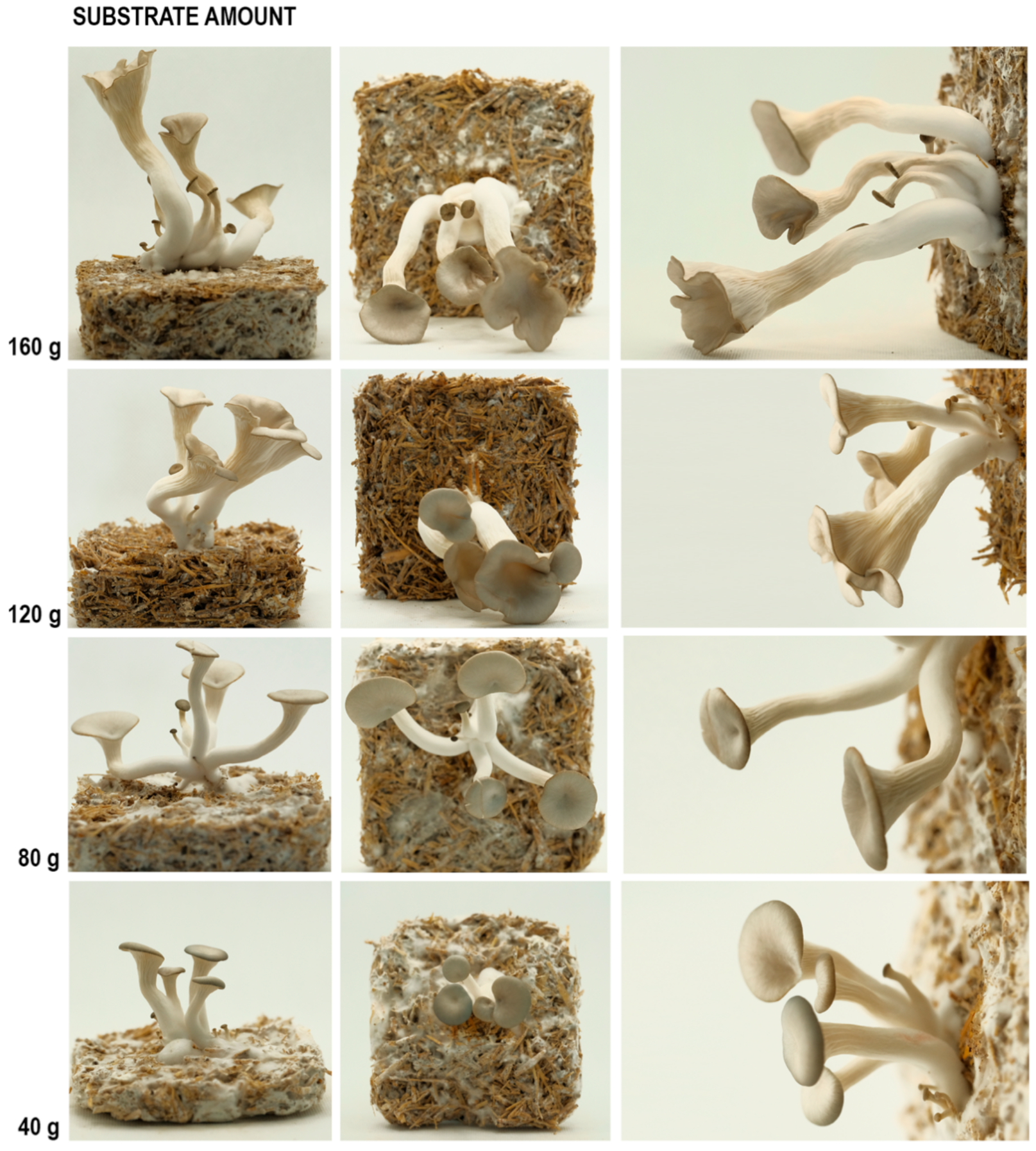 Biomimetics 07 00060 g010