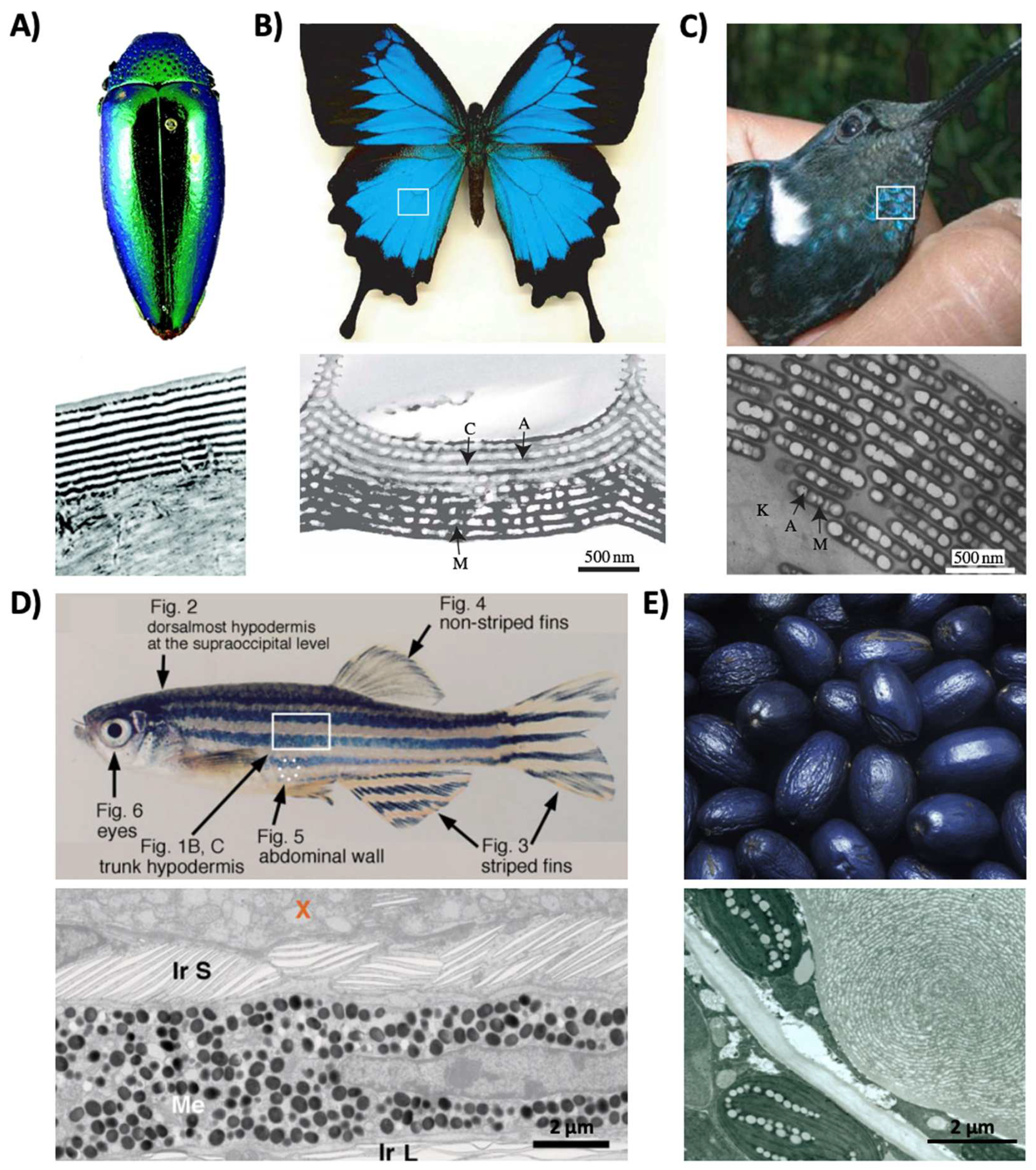 Biomimetics 07 00066 g003