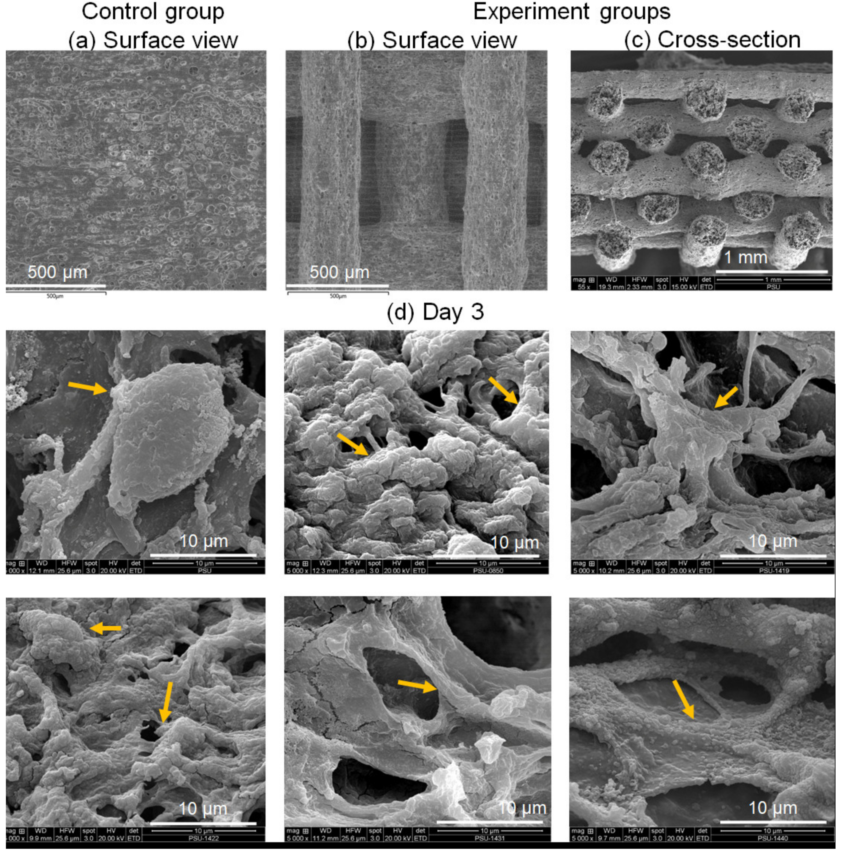 Biomimetics 07 00070 g002