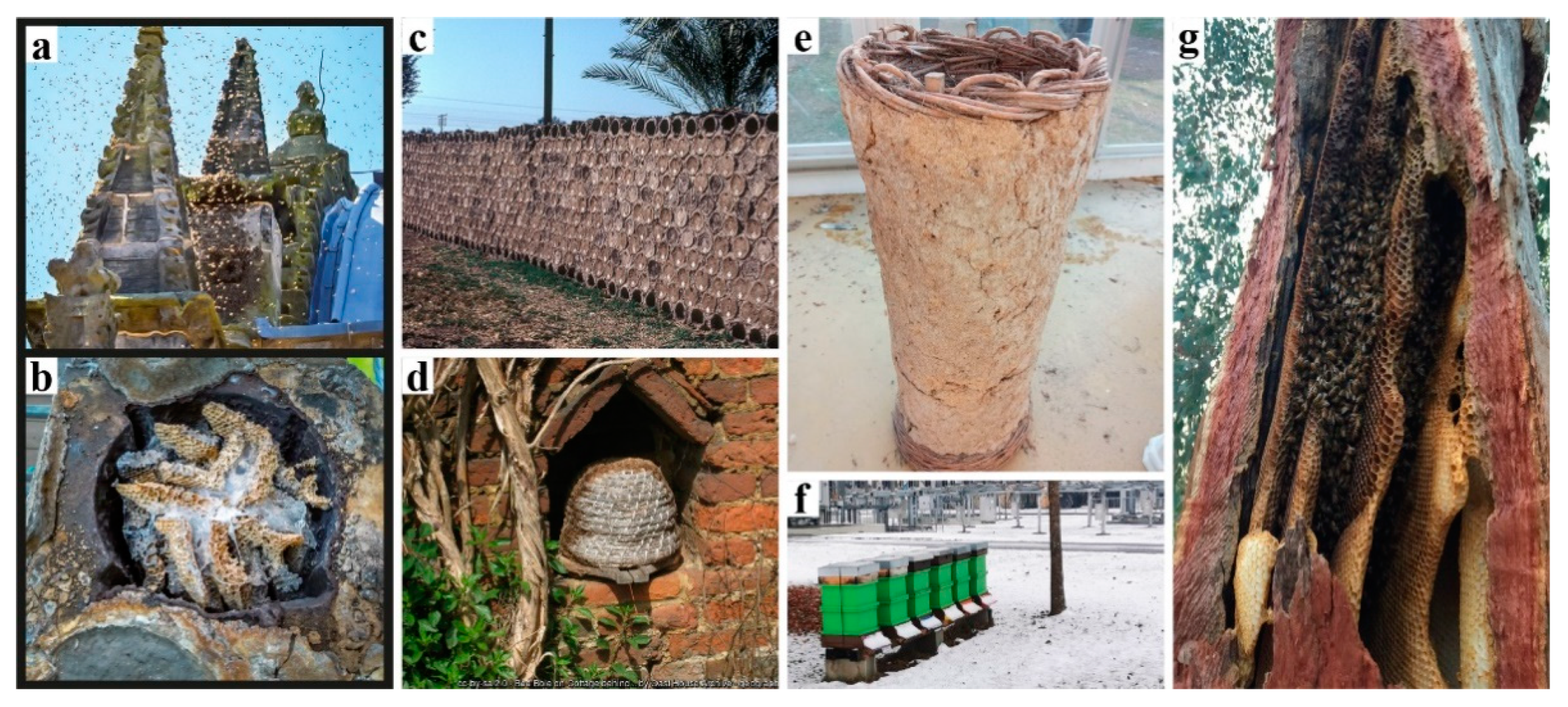 Biomimetics 07 00075 g001