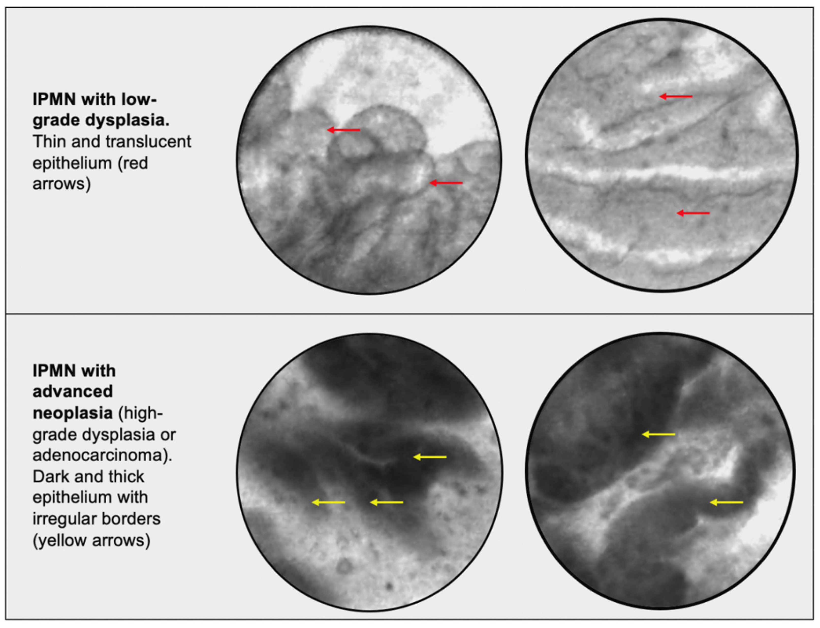 Biomimetics 07 00079 g002