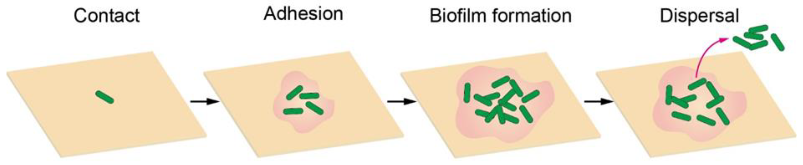 Biomimetics 07 00088 g001