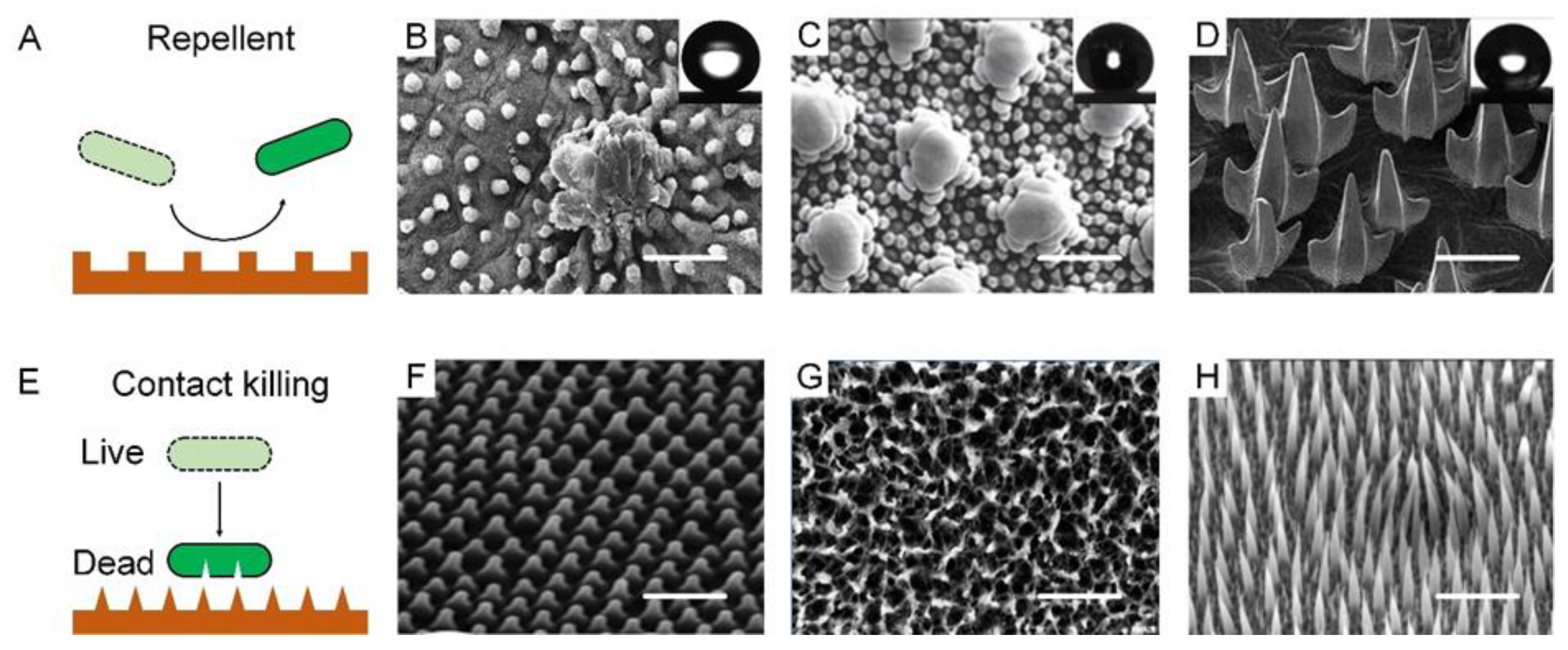 Biomimetics 07 00088 g002