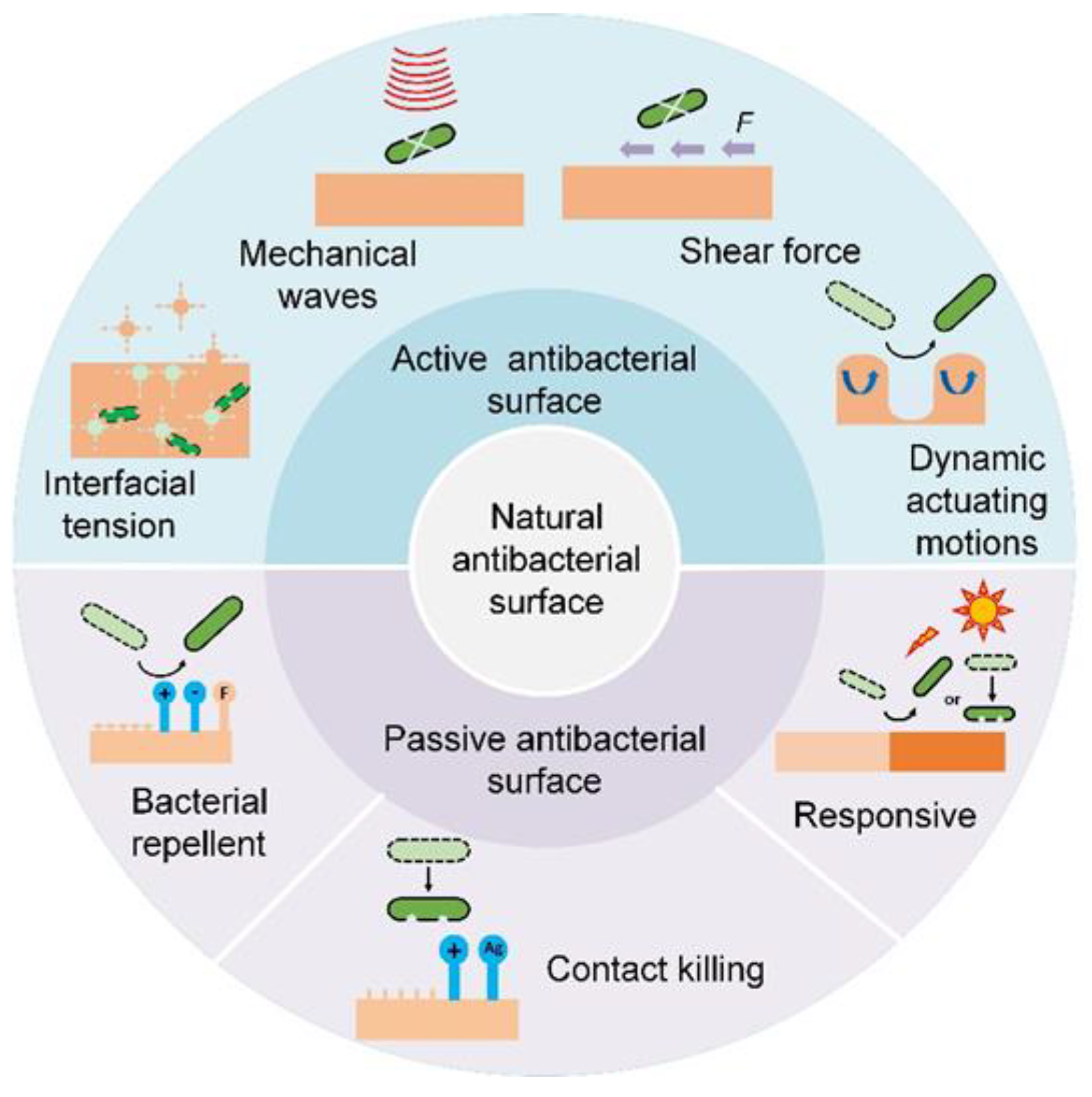 Biomimetics 07 00088 g003