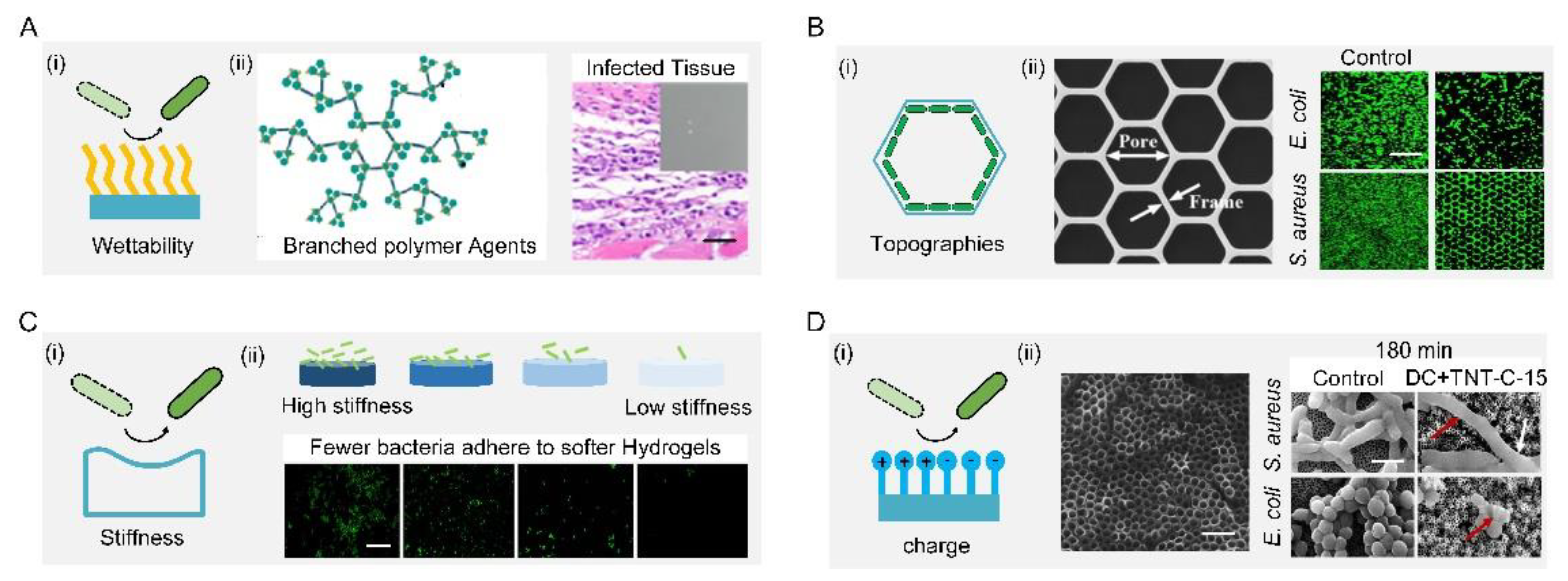 Biomimetics 07 00088 g004