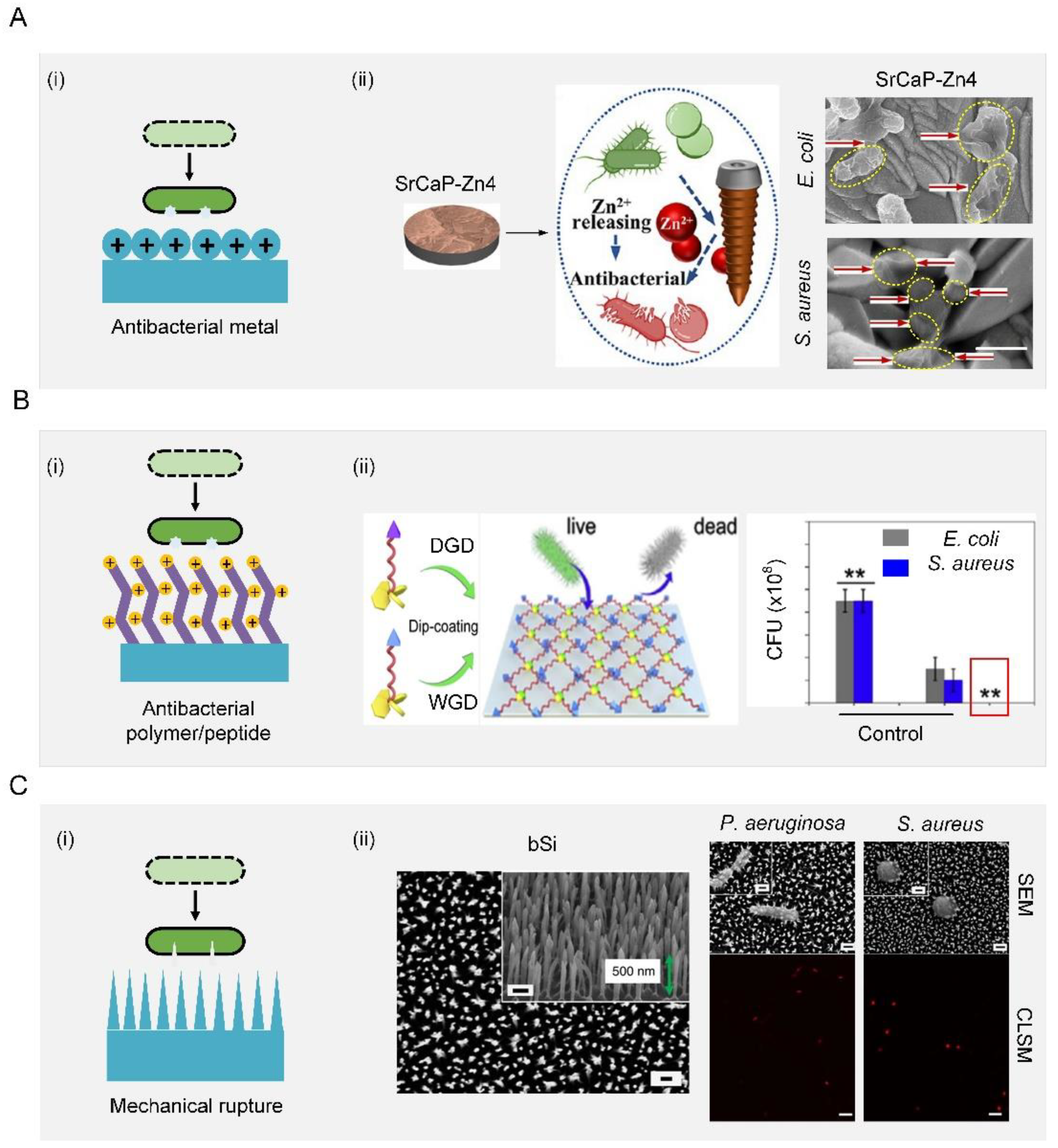 Biomimetics 07 00088 g005