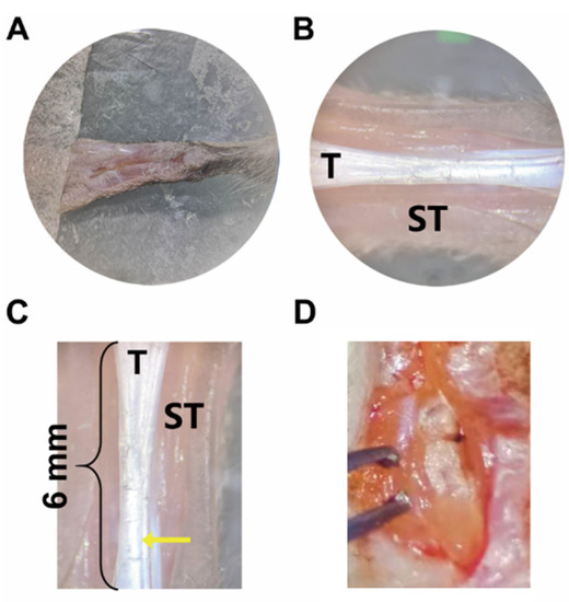 Biomimetics 07 00092 g0a1 550