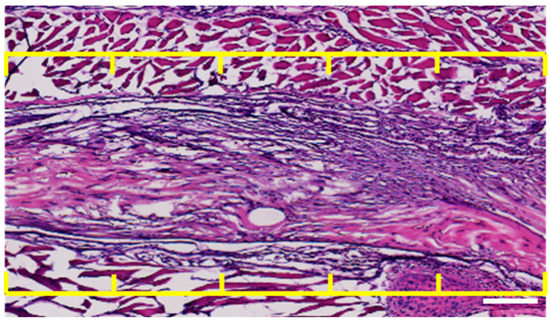 Biomimetics 07 00092 g0a2 550