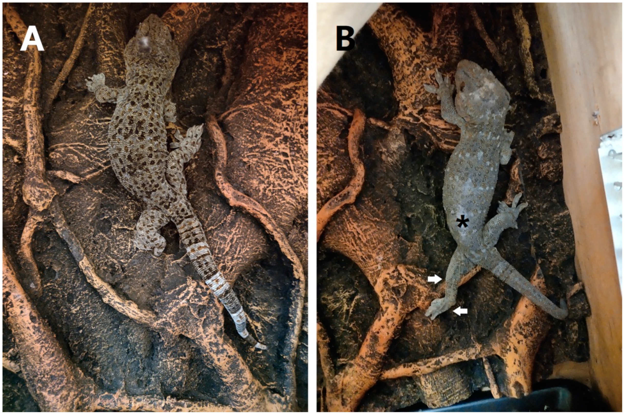 Biomimetics 07 00098 g001