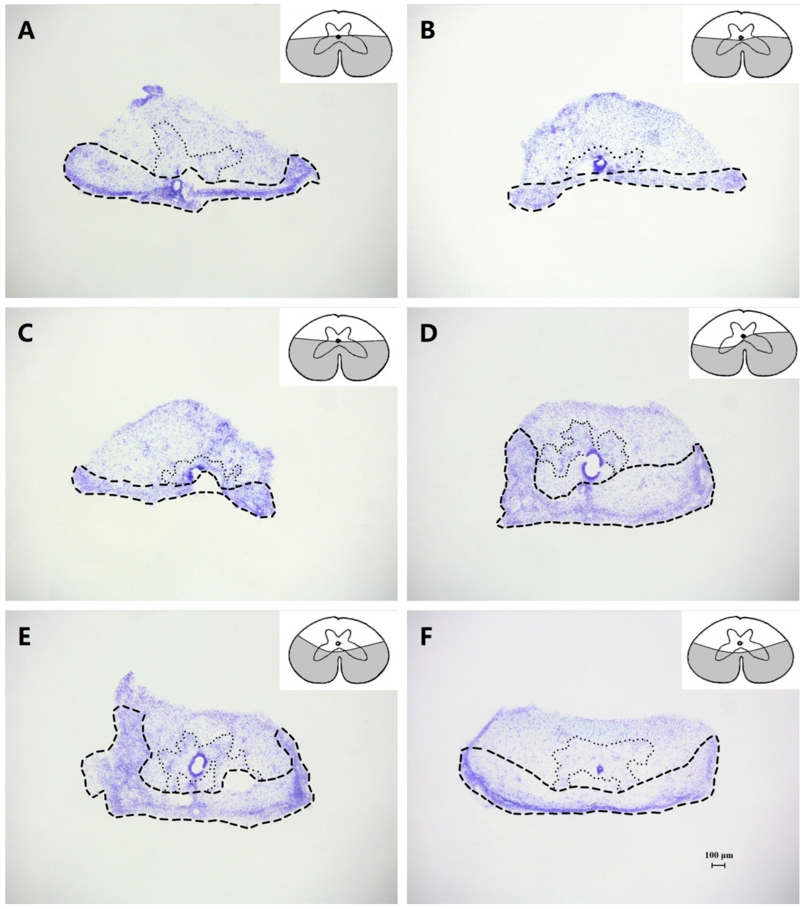 Biomimetics 07 00098 g004