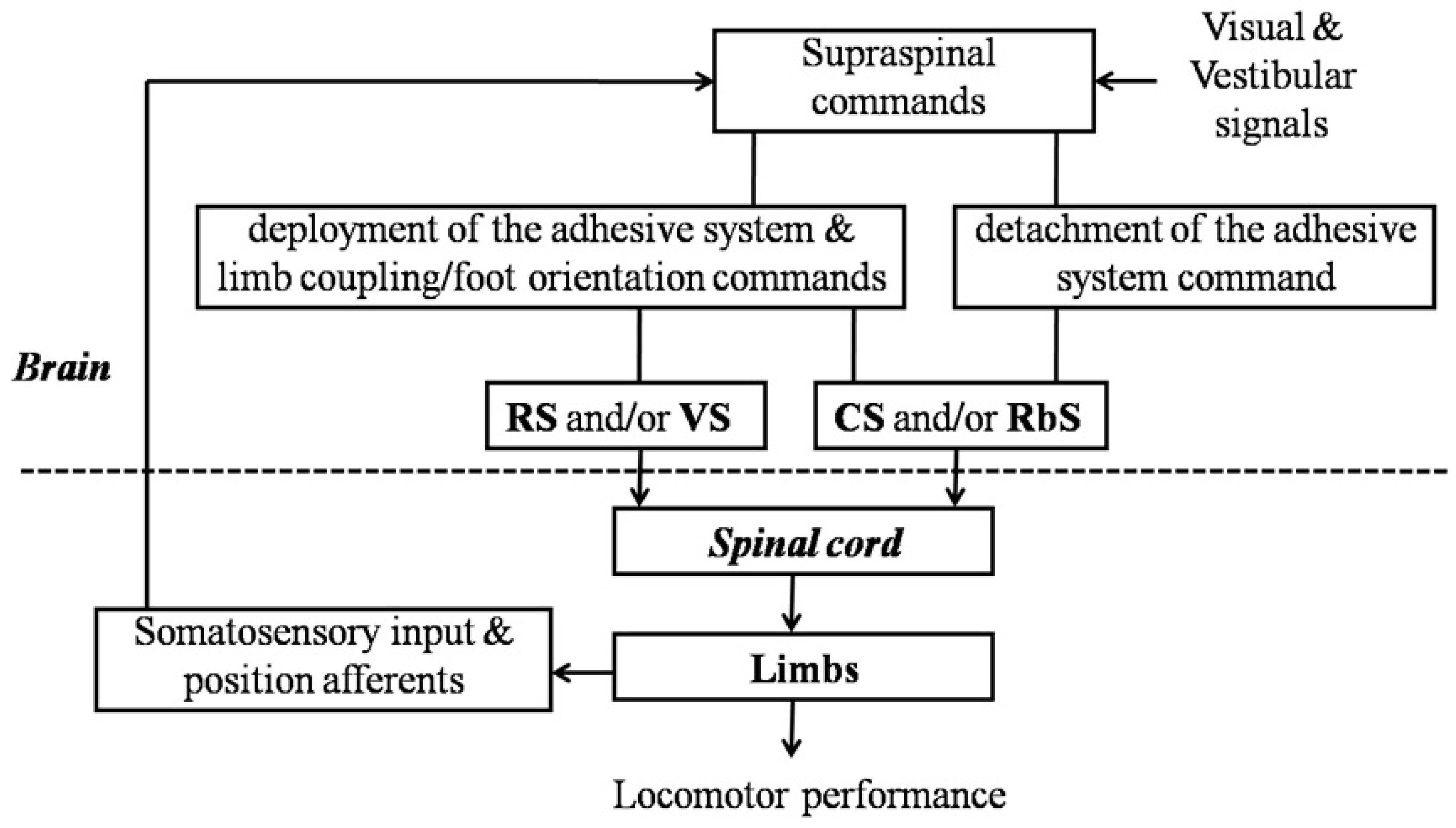 Biomimetics 07 00098 g006